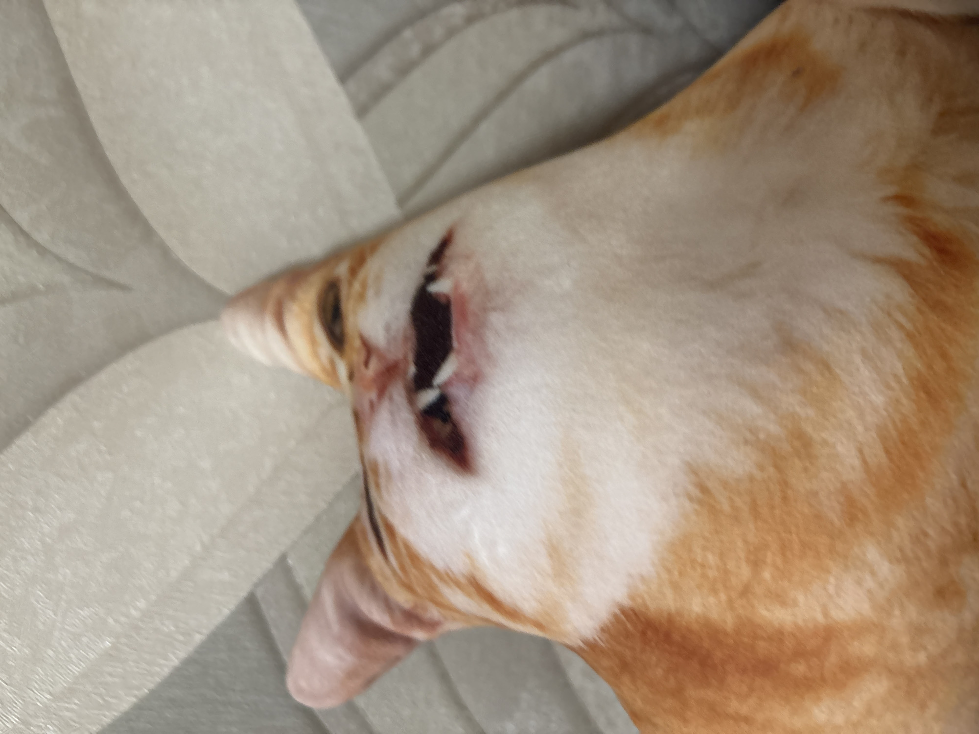 The image shows a close-up of a pillow with a printed image of an orange tabby cat's face. The cat's mouth is open, revealing sharp teeth and a pink tongue. The pillow is placed on a textured, light-colored surface, possibly a wall or fabric. The background is out of focus and appears to be a light gray and white abstract pattern. There is no indication of the city of Kazan, Russia, or any specific location.
