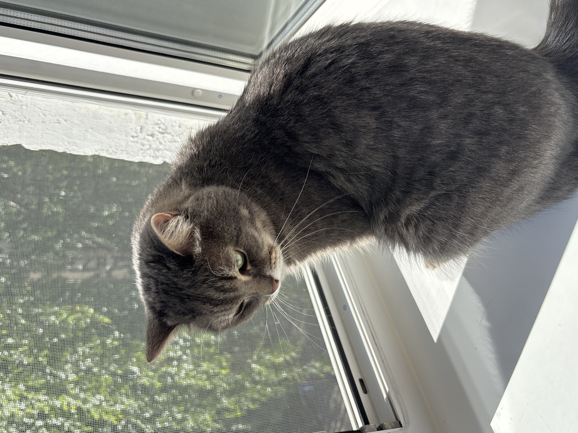 A grey tabby cat with green eyes sits on a white windowsill, looking down and to the left. The cat is positioned to the right of the frame, with its back mostly to the viewer. Sunlight streams in from the right, casting a shadow on the windowsill. Behind the cat, a window screen is visible, with blurred green foliage and sunlight visible through it. The window frame is white. The scene appears to be indoors, likely in an apartment or house in Chaikovsky, Russia.