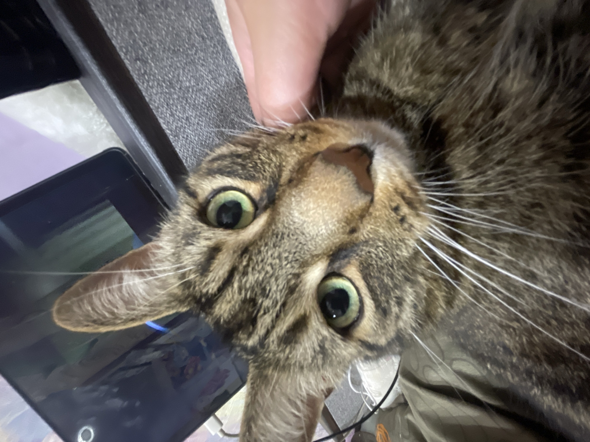 A close-up, low-angle shot shows a tabby cat's face. The cat has green eyes and its right ear is tilted upwards. A human hand is gently touching the cat's face near its whiskers. In the background, a tablet screen is visible, displaying an image or video. A white cord and a pair of white shoes are also in the background. The cat appears to be resting on a textured surface, possibly a blanket or upholstery. The lighting suggests an indoor environment. The location is identified as ЖК «Борисоглебское», Russia.