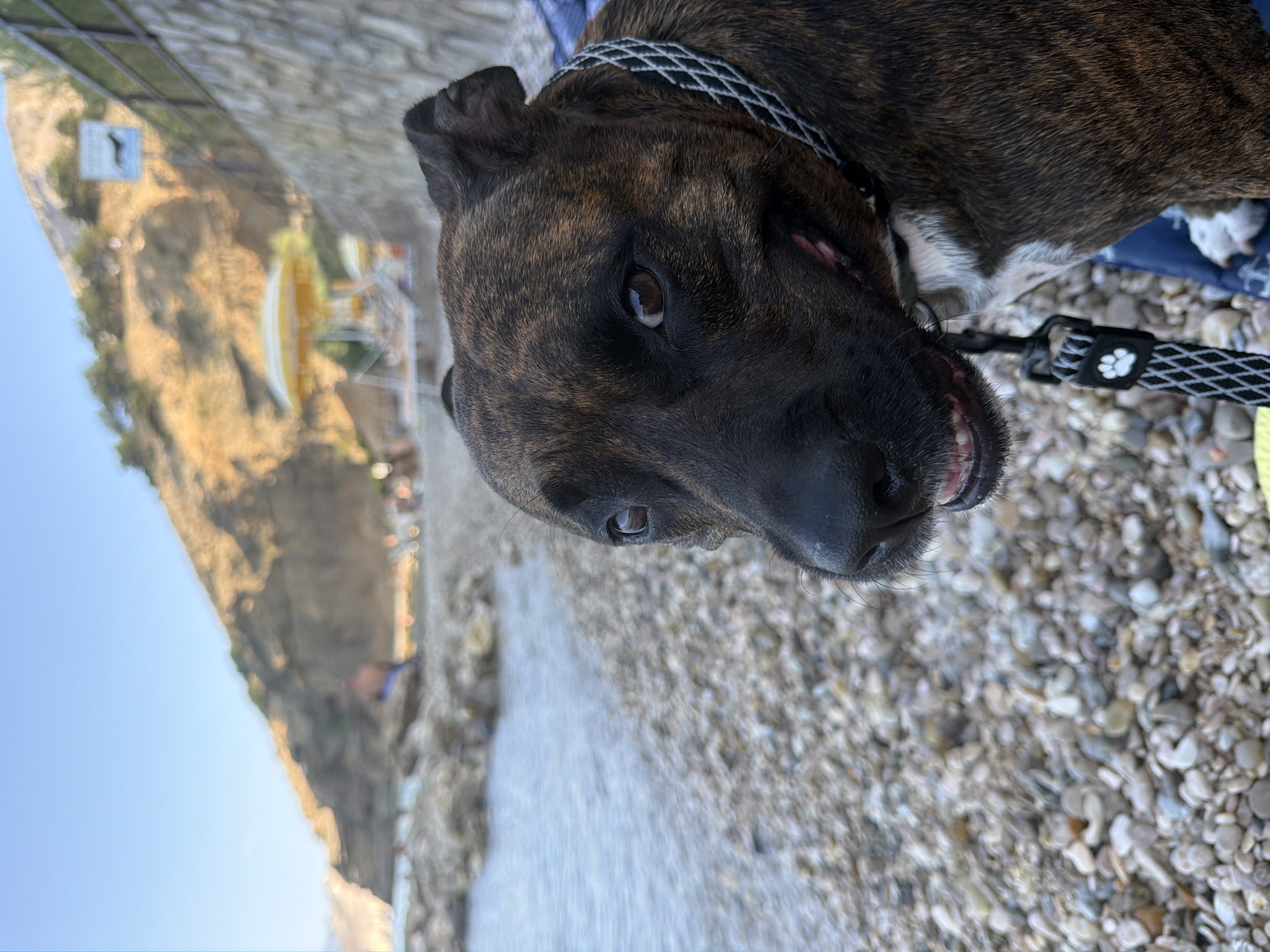 A brindle pit bull mix dog is in the foreground of a pebble beach with the Adriatic Sea on the left. The dog is wearing a collar and leash. In the background, a yellow umbrella and beach chairs are visible, as well as a hillside with sparse vegetation and a sign that reads "No dogs allowed." The scene appears to be on a sunny day. The location is Općina Baška, Croatia.