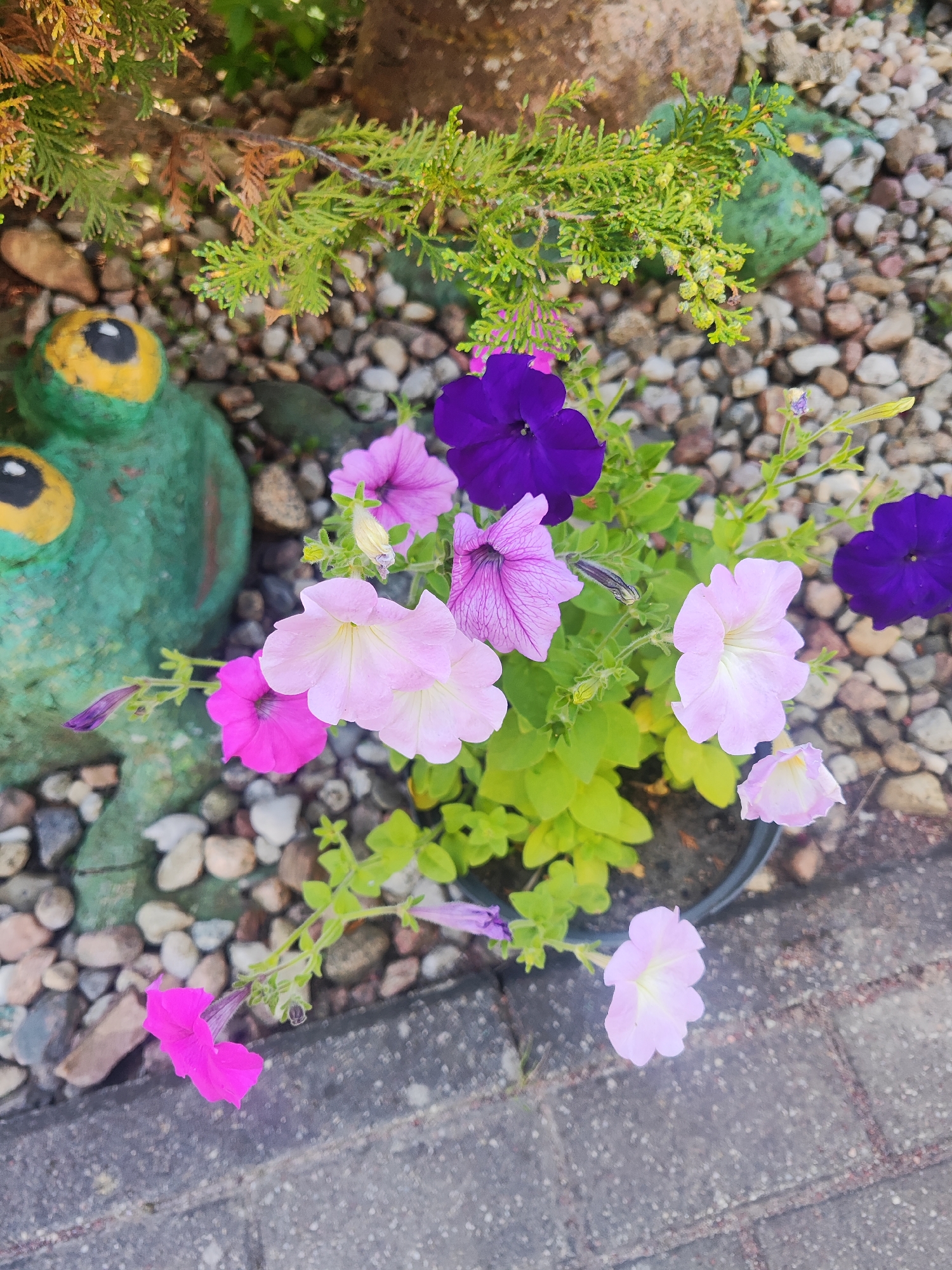 This is a medium-shot, eye-level, outdoor photograph of a planter filled with petunias, situated in a garden bed next to a paved walkway. The planter contains several petunias in various shades of pink, purple, and light lilac. The flowers are in bloom, with some buds visible. The leaves of the petunias are a bright, vibrant green. Behind the planter, a small evergreen shrub with green and brown foliage is visible. The garden bed is filled with small, multicolored pebbles and a few larger rocks. To the left of the planter, a green garden ornament shaped like a frog with large yellow eyes is partially visible. The background consists of more pebbles and the edge of a gray paved walkway made of interlocking bricks. The overall scene suggests a decorative garden setting. The location is specified as Gvardeysk, Russia, implying a residential or public garden space within that city.
