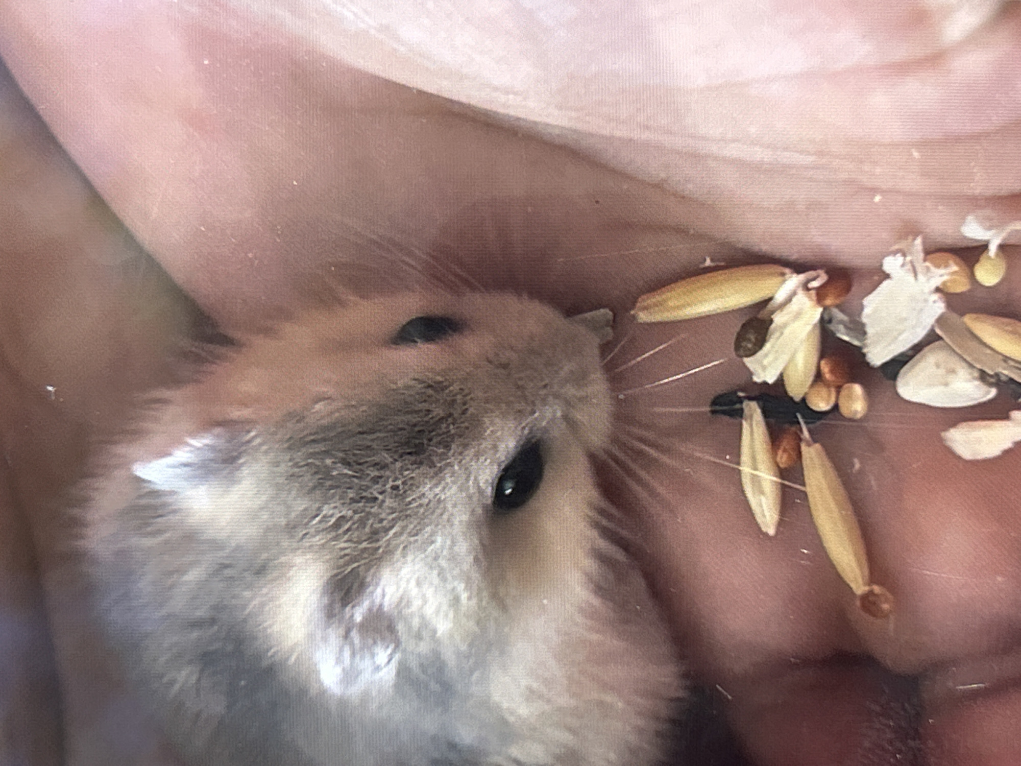 A close-up, overhead shot shows a small, gray and white hamster with dark eyes and a black nose being held in a person's hand. The hamster is in focus, and its fur is detailed. In the foreground, a pile of birdseed is scattered on the person's hand, with some of the seeds near the hamster's mouth. The background is blurred, showing the pinkish-beige skin of the hand and the texture of the fur.