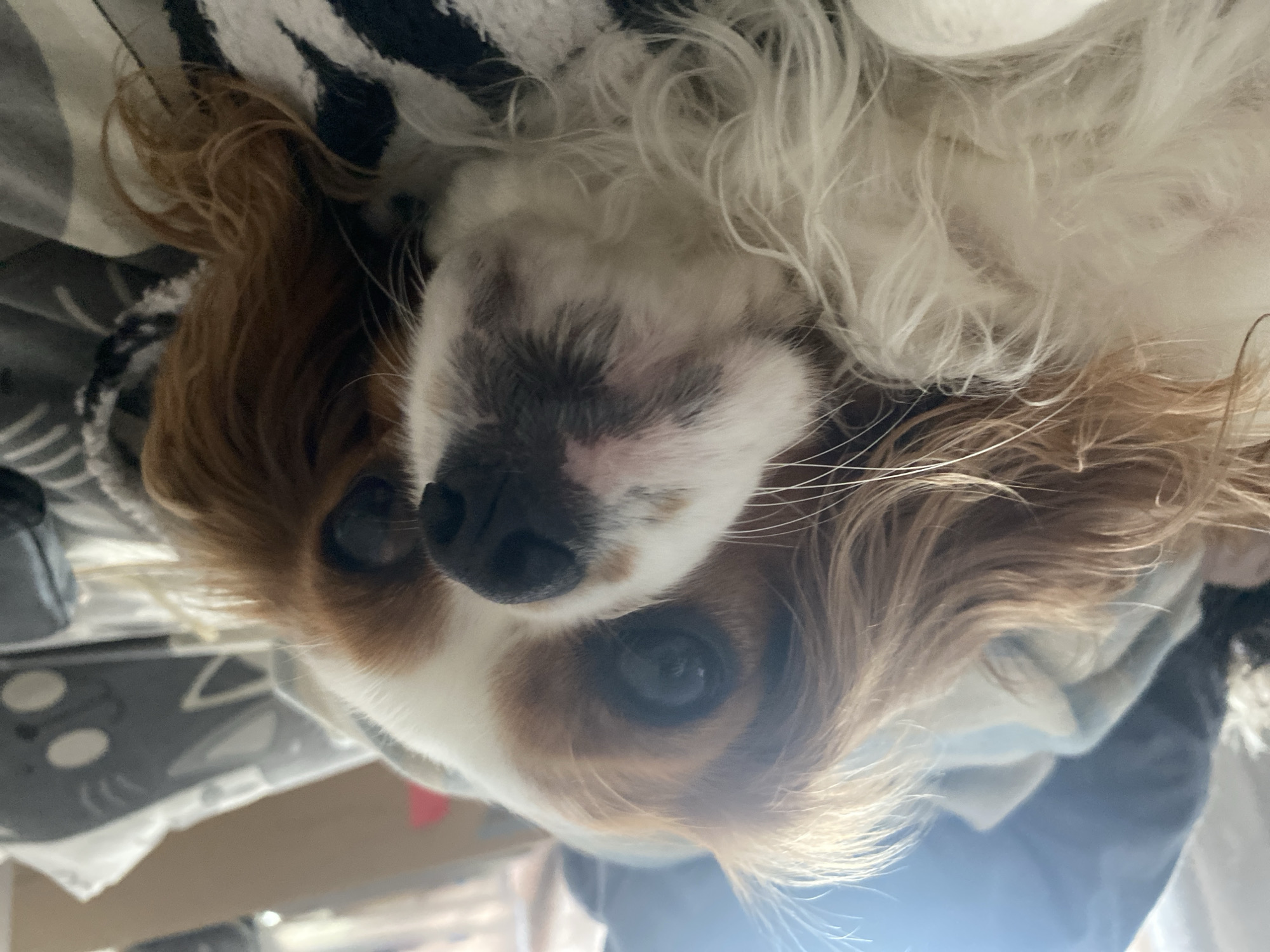 A close-up shot shows the face of a Cavalier King Charles Spaniel dog lying on a bed. The dog has white and brown fur, with brown markings around its eyes and ears. Its eyes are dark and expressive, and its nose is black. The dog is looking directly at the camera. The background is blurred, but it appears to be a bedroom with blankets and pillows. The lighting is soft and natural, suggesting the photo was taken during the day.
