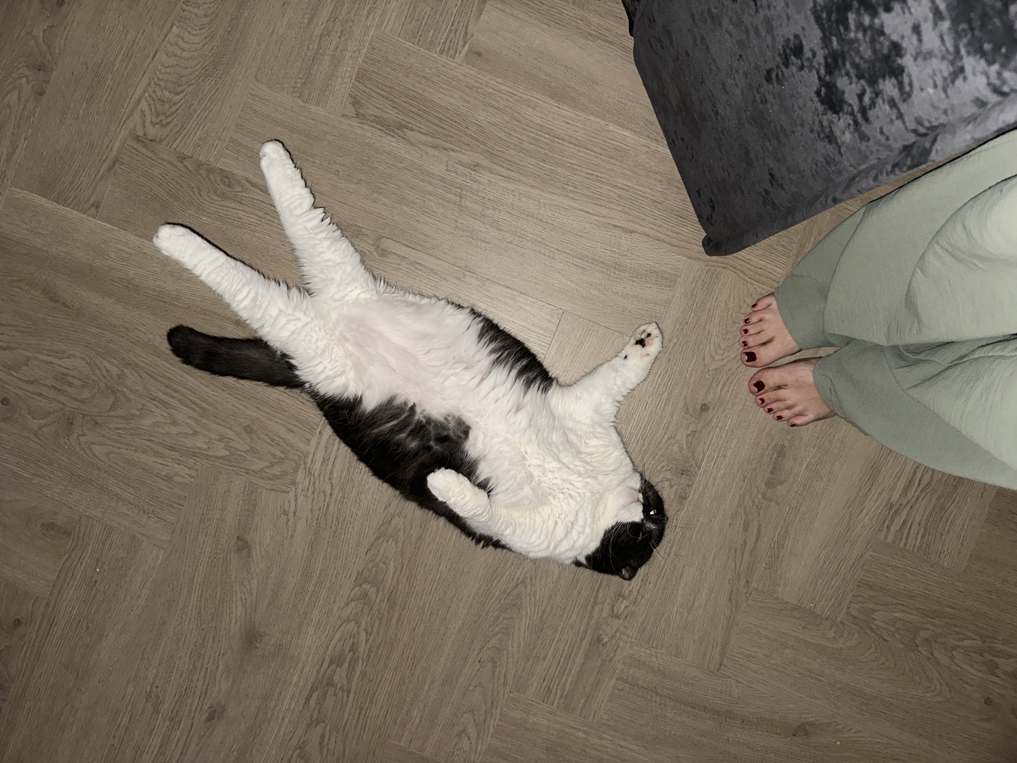 A black and white cat is lying on its back on a light brown parquet floor. The cat has its paws outstretched. A person is partially visible in the upper right corner of the image, wearing light green pants and displaying painted toenails. Part of a dark grey couch is visible in the upper right corner of the image as well. The location of the scene is unknown, and there is no indication of it being in the city of Kharnavy, Russia.
