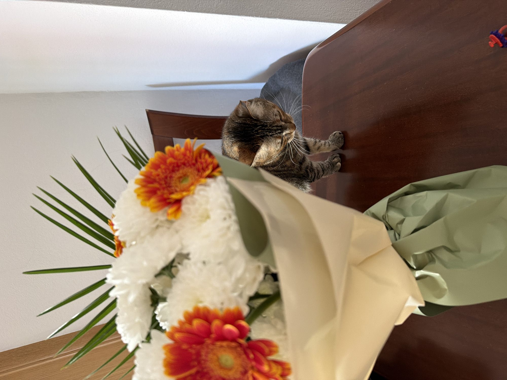 A close-up shot shows a bouquet of flowers prominently in the foreground. The flowers are a mix of white and orange daisies, with green leaves and foliage visible around them. The bouquet is partially wrapped in pale yellow and green paper.
Behind the bouquet, a brown tabby cat is lying on a dark wooden table. The cat appears to be resting or grooming itself.
The background is a plain white wall, and part of a wooden chair can be seen behind the cat.
The location in the city of Blagoevgrad, Bulgaria, cannot be determined from the visual information provided.