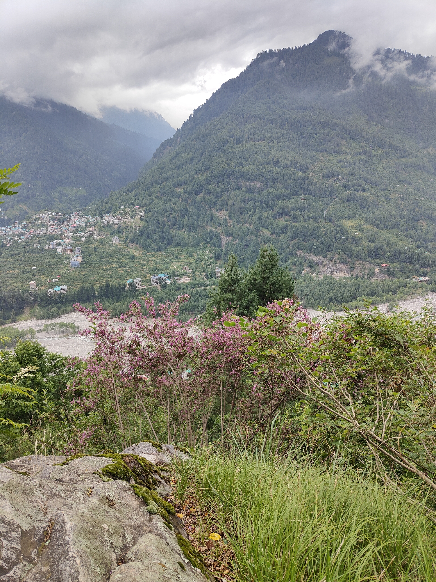 The image captures a scenic view of a mountain valley, likely near Vashisht, India, given the style of architecture visible in the distance. In the foreground, a rocky outcrop covered in moss leads to lush green grass. Behind this, flowering bushes with pink blossoms add a splash of color to the scene. Further back, a riverbed with grey stones is visible. The middle ground features a densely forested mountain slope, dotted with a settlement of multi-story buildings, characterized by colorful roofs and windows. The distant background is dominated by towering, mist-shrouded mountains, their peaks partially obscured by clouds, indicating a possibly overcast or foggy day. The overall impression is one of a natural landscape integrated with human habitation.