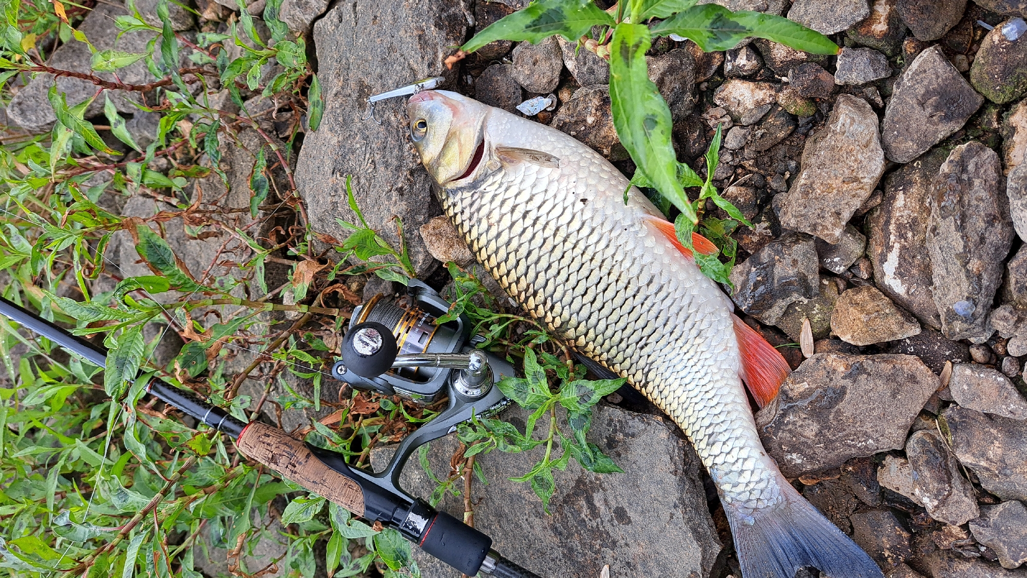 A dead fish lies on rocks next to a fishing rod and reel. The fish is silver with red fins and scales. The fishing rod has a cork handle and a silver reel. The rocks are grey and brown. There is green vegetation around the rocks.