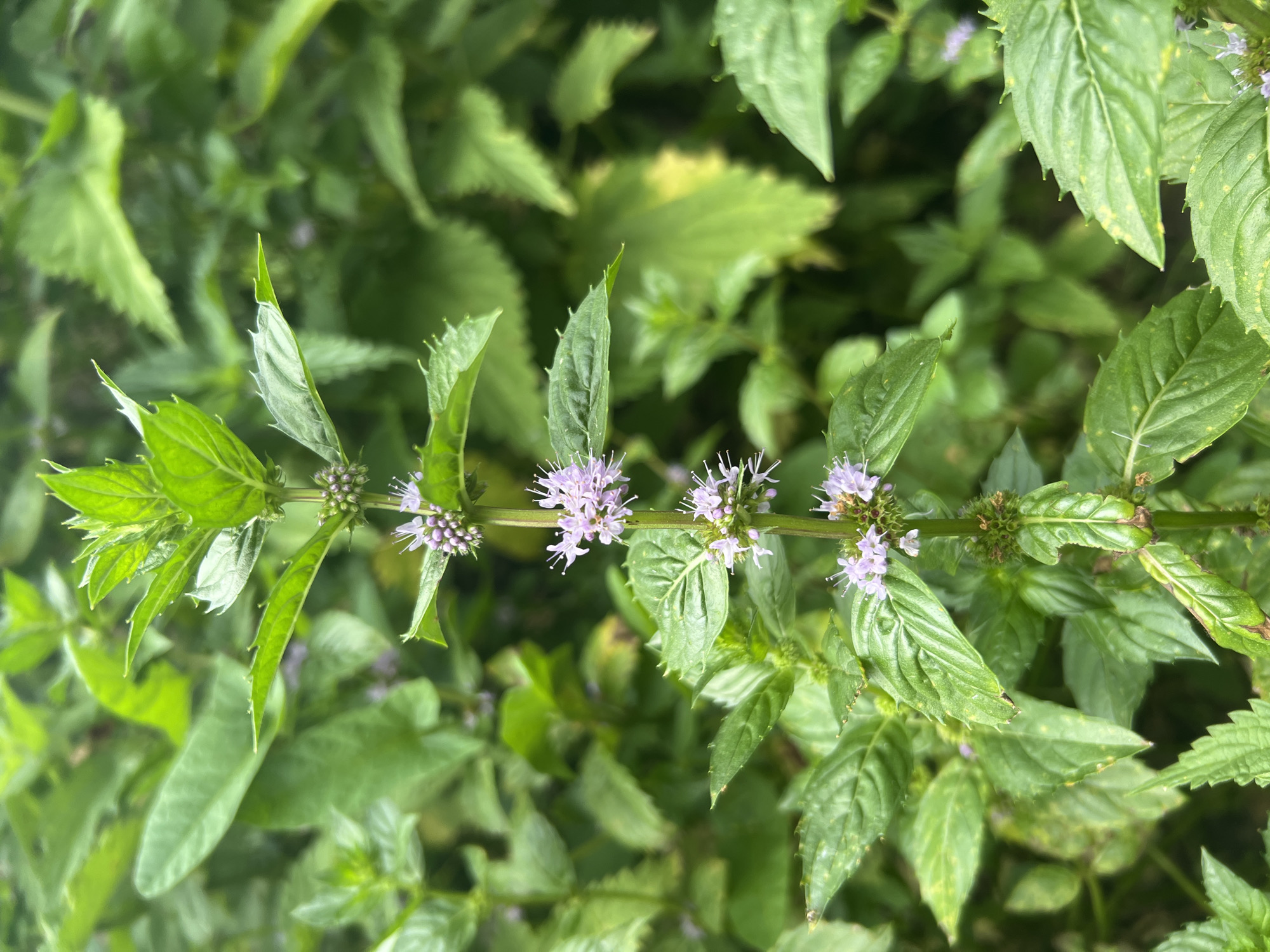A close-up, vertical shot captures a mint plant with small, light purple flowers blooming on its stem. The plant is surrounded by lush green foliage, creating a natural and serene environment. The image does not contain any people or man-made objects, making it a purely botanical portrait. The location within Poletaevo, Russia, is not discernible from the visual information provided.