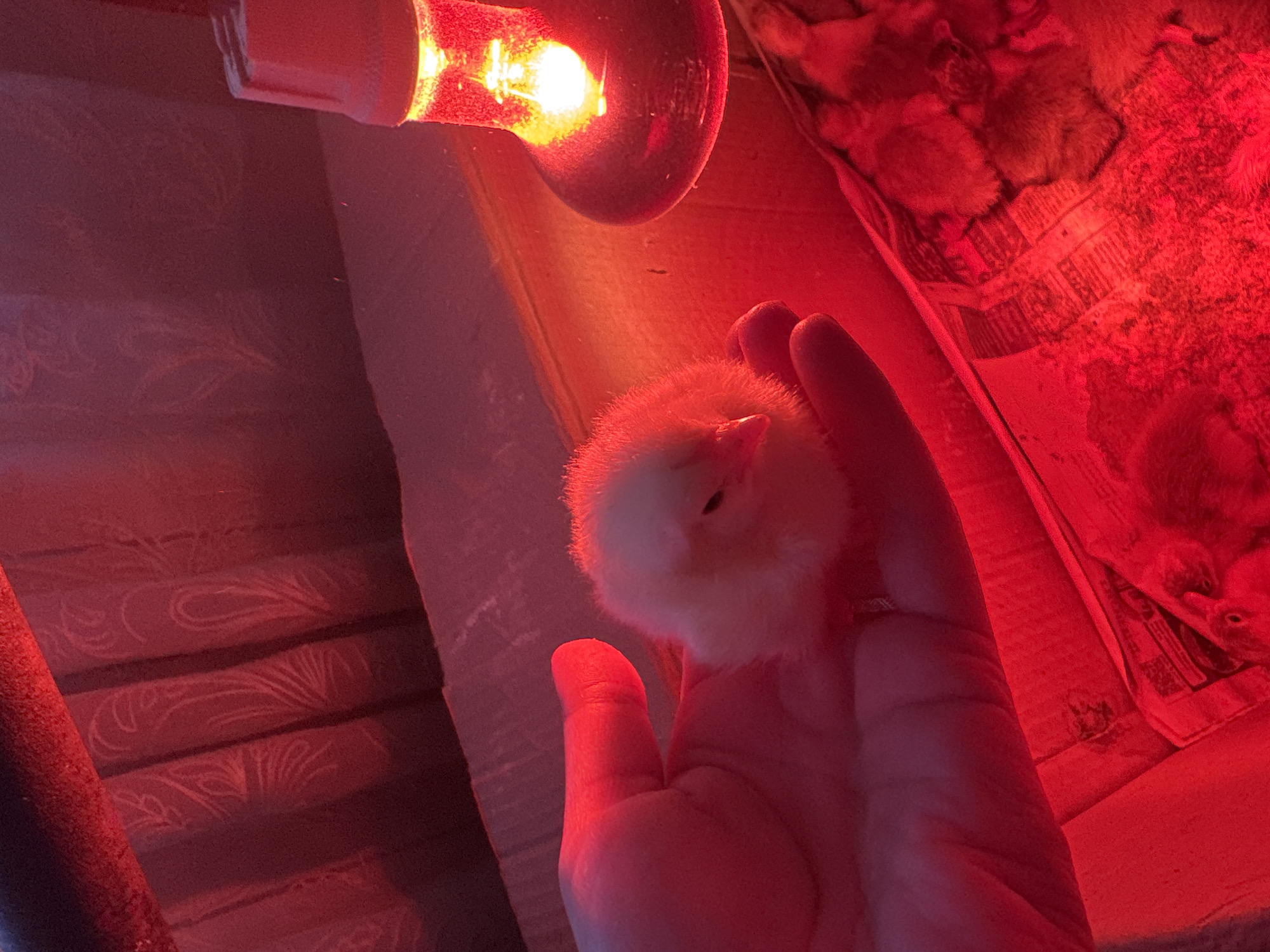 A person's hand holds a small, fluffy, yellow chick under a red heat lamp. Newspaper lines the bottom of the space around the hand and chick. The location in the city of Раздолье, Russia is unknown.