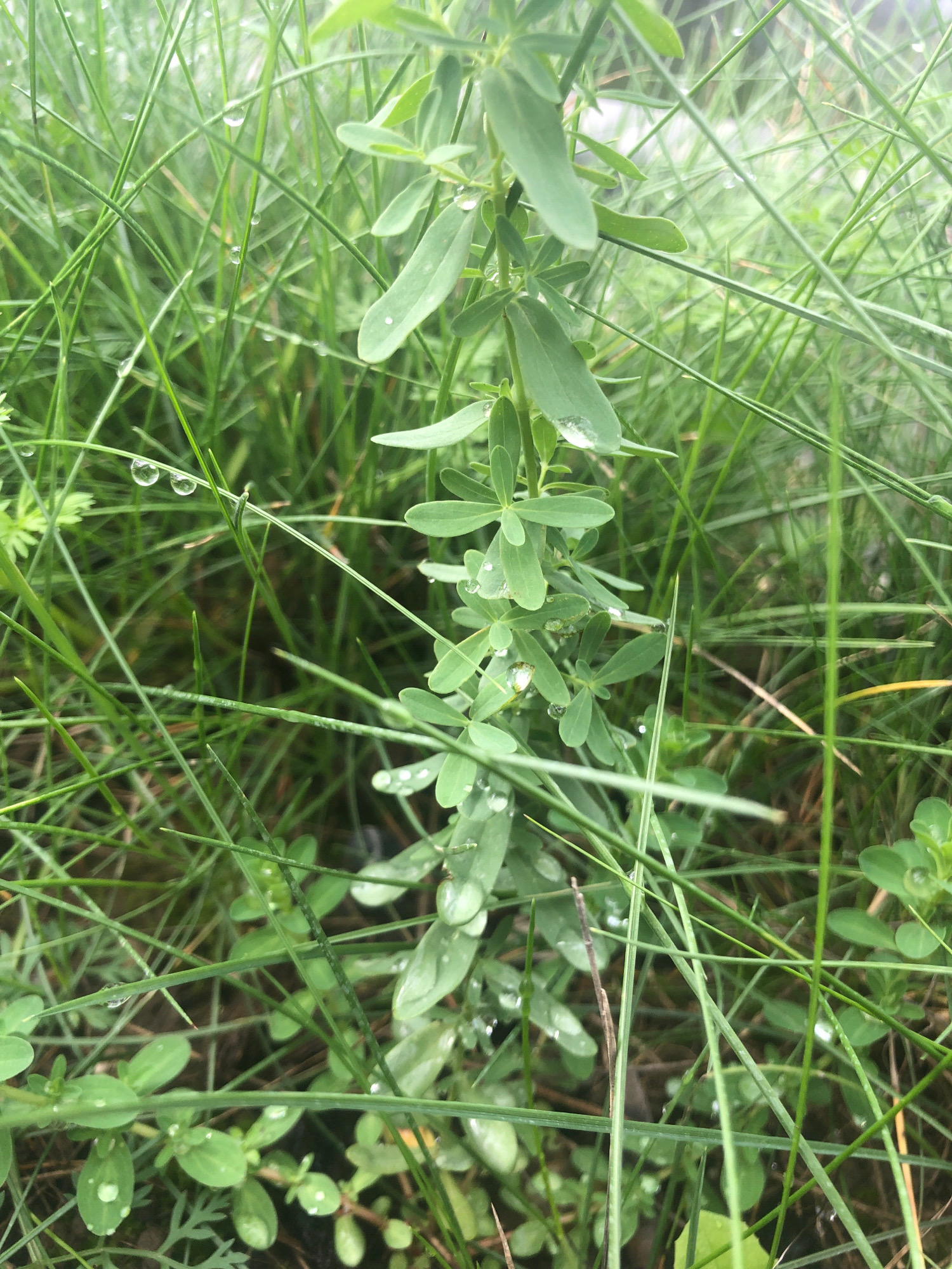 The image shows a close-up view of lush green grass and a small plant with oval-shaped leaves, speckled with numerous water droplets. The droplets are glistening, suggesting recent rain or dew. The plant is centrally located, with its stem and leaves visible, extending upwards. The background consists of a dense field of grass, with some blades appearing finer and lighter than others. The overall environment appears natural and somewhat wild, possibly a park, garden, or meadow. The lighting is soft and diffused, indicating an overcast or shaded condition. There are no people or animals visible in the image. This scene could be located in a natural or semi-natural area within Sierndorf, Austria, such as a public park, a garden, or the surrounding countryside.