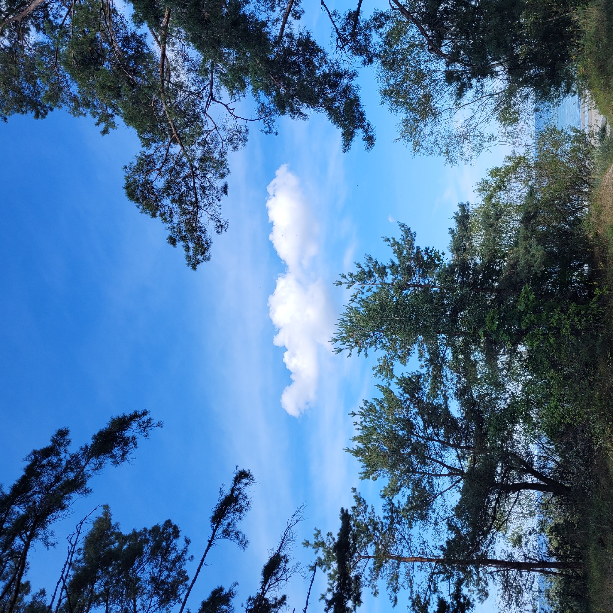 The image depicts a view of the Baltic Sea through a frame of pine trees and vegetation, likely along the coast of Jūrmala, Latvia. The sky is a vibrant blue with scattered white clouds, one prominent cloud formation in the upper center of the frame. The foreground is dominated by dense green foliage and the trunks of several pine trees, their branches extending into the upper portions of the image. The lower right section of the image reveals a glimpse of a sandy beach and the calm, blue water of the sea. There are no people or animals visible in the scene, and no actions or interactions are occurring. The environment appears natural and tranquil.