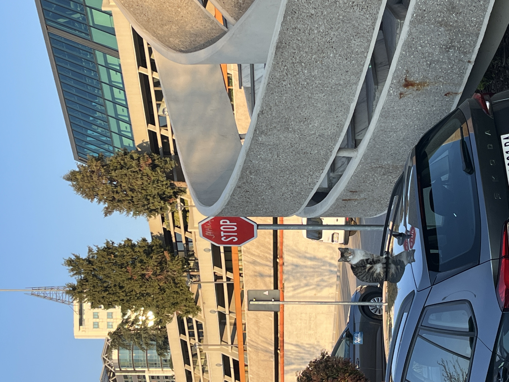 A sideways outdoor shot depicts a grey and white tabby cat perched on the roof of a dark blue car. Behind the car is a grey pedestrian walkway and a stop sign. Adjacent to the stop sign is a multi-story building with a modern design, featuring numerous windows. The sky is clear and blue. The location is Belgrade, Serbia.