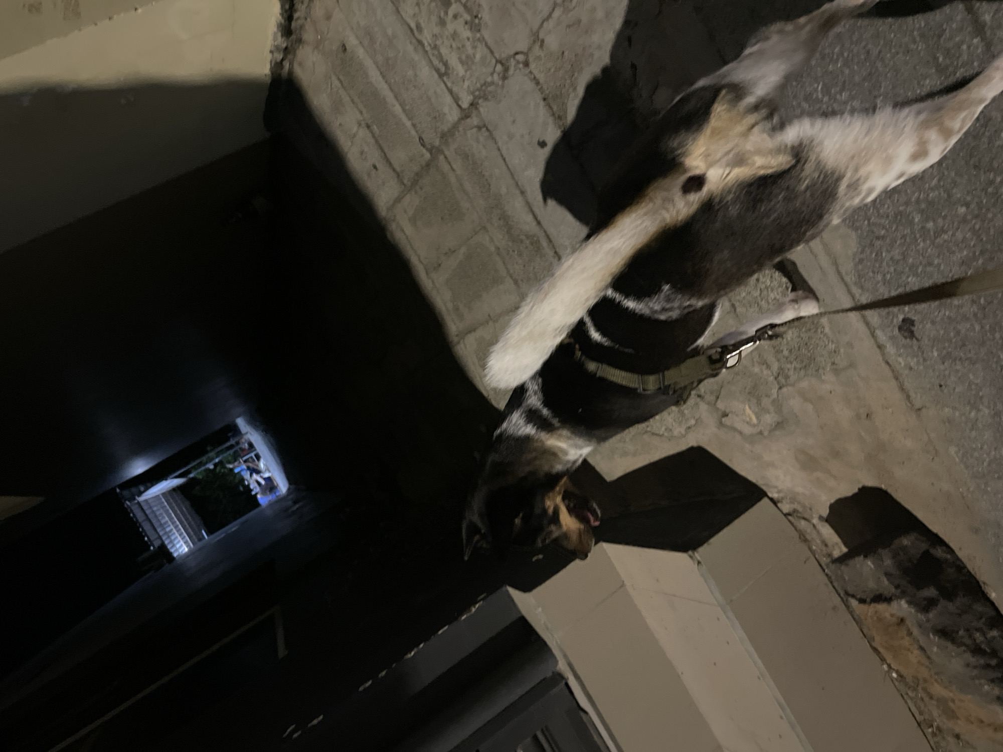 A dog on a leash is pictured in a dimly lit alleyway in Phu Thuy Ward, Vietnam. The dog, predominantly black and white with tan markings, is facing to the left of the frame, with its mouth slightly open. It is wearing a green harness. The alleyway is paved with concrete bricks, and a shadow of the dog is cast on the ground to its right. To the left of the dog, a light-colored concrete structure with visible steps is present. The background of the alleyway recedes into darkness, with a glimpse of a building or structure with a corrugated roof visible in the distance, illuminated by artificial light. The overall lighting suggests it is nighttime or very early morning.