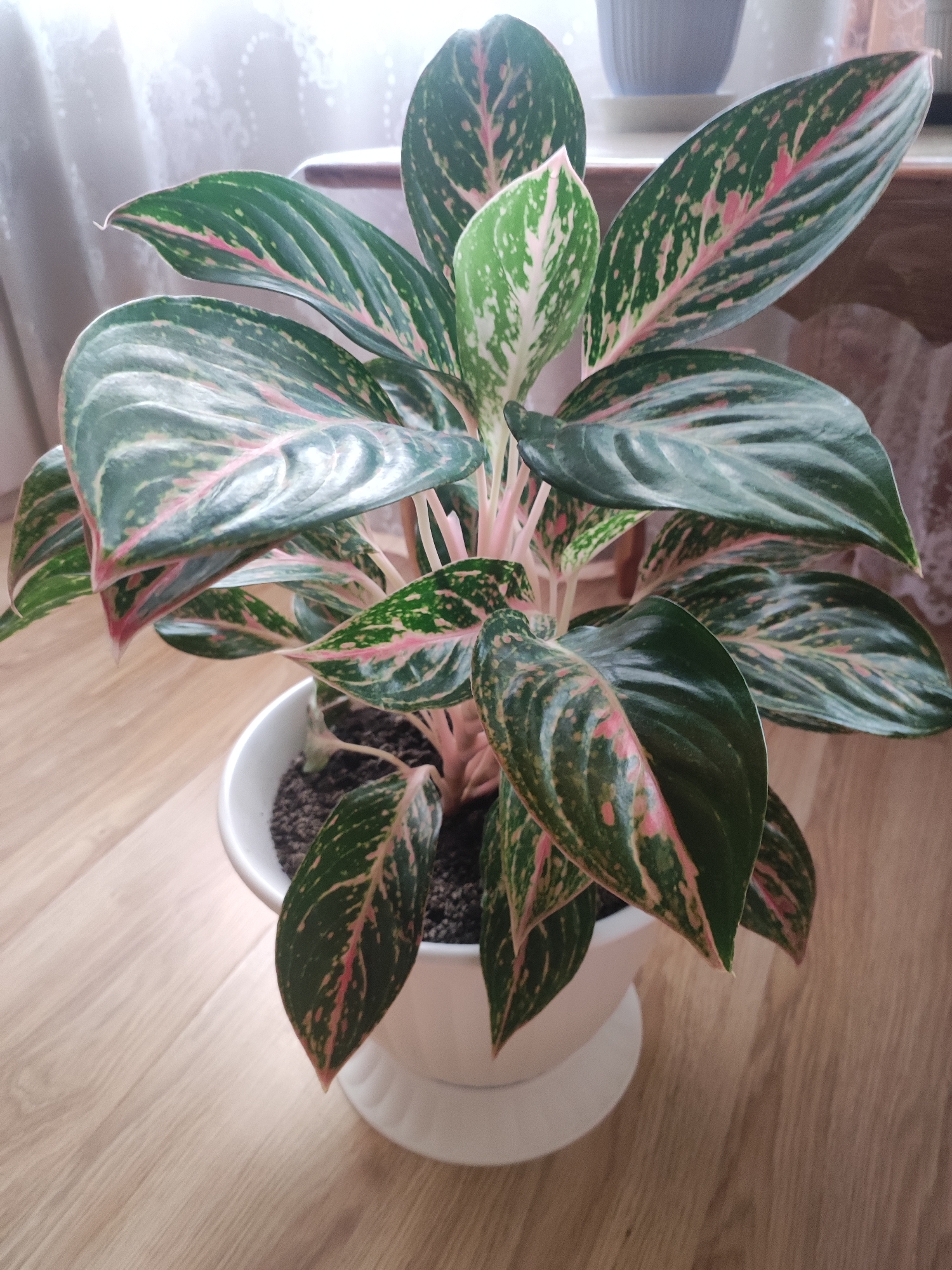 A medium shot captures an Aglaonema plant, a houseplant with large, oval-shaped leaves, in a white ceramic pot. The leaves display a striking pattern of deep green with irregular splashes of pink and lighter green. The plant is positioned on a light-colored wooden floor. In the background, a sheer curtain hangs, allowing diffused light to enter the room, and a portion of a table and a gray pot on a saucer are visible, suggesting an indoor setting. The scene is static, with no visible action or people. The overall impression is one of a well-lit indoor space. The image is of an indoor plant and does not contain any information to indicate its location in the city of Tyumeryovo, Russia.