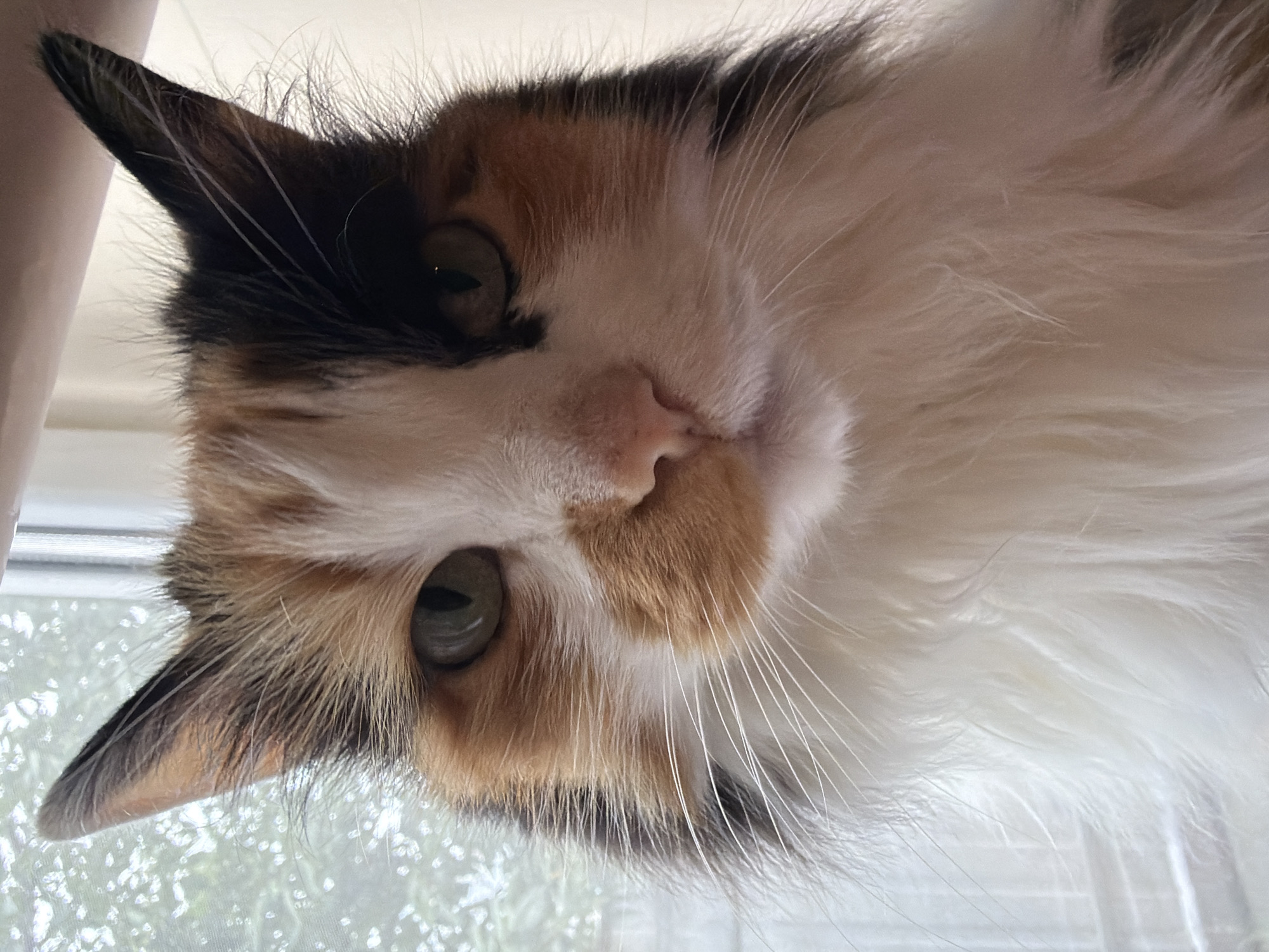 A close-up, eye-level shot features a calico cat with green eyes and a tri-colored coat of white, orange, and black. The cat is looking directly at the camera, with its head slightly tilted. Its ears are pointed and alert, and its whiskers are long and white. The background is blurred and appears to be a window with trees or foliage visible outside. The lighting is soft and natural, coming from the window. The image appears to be taken indoors, possibly in a home.