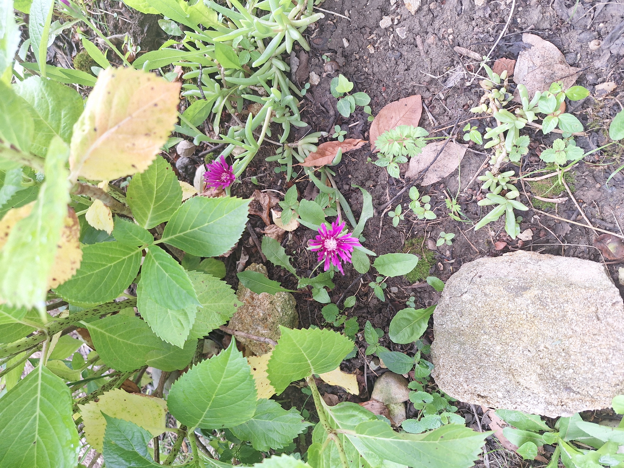In Zeda Sazano, Georgia, this image captures a close-up view of the ground beneath lush green foliage. The soil is dark and moist, interspersed with fallen leaves, small stones, and sparse, low-lying vegetation. Two vibrant pink daisy-like flowers are visible, one in the lower-left quadrant and another slightly higher and to the right. In the foreground, a large, light-colored, rough-textured rock is prominent. The overall impression is one of a natural, outdoor setting within a garden or naturalized area, with the focus on the ground-level details.