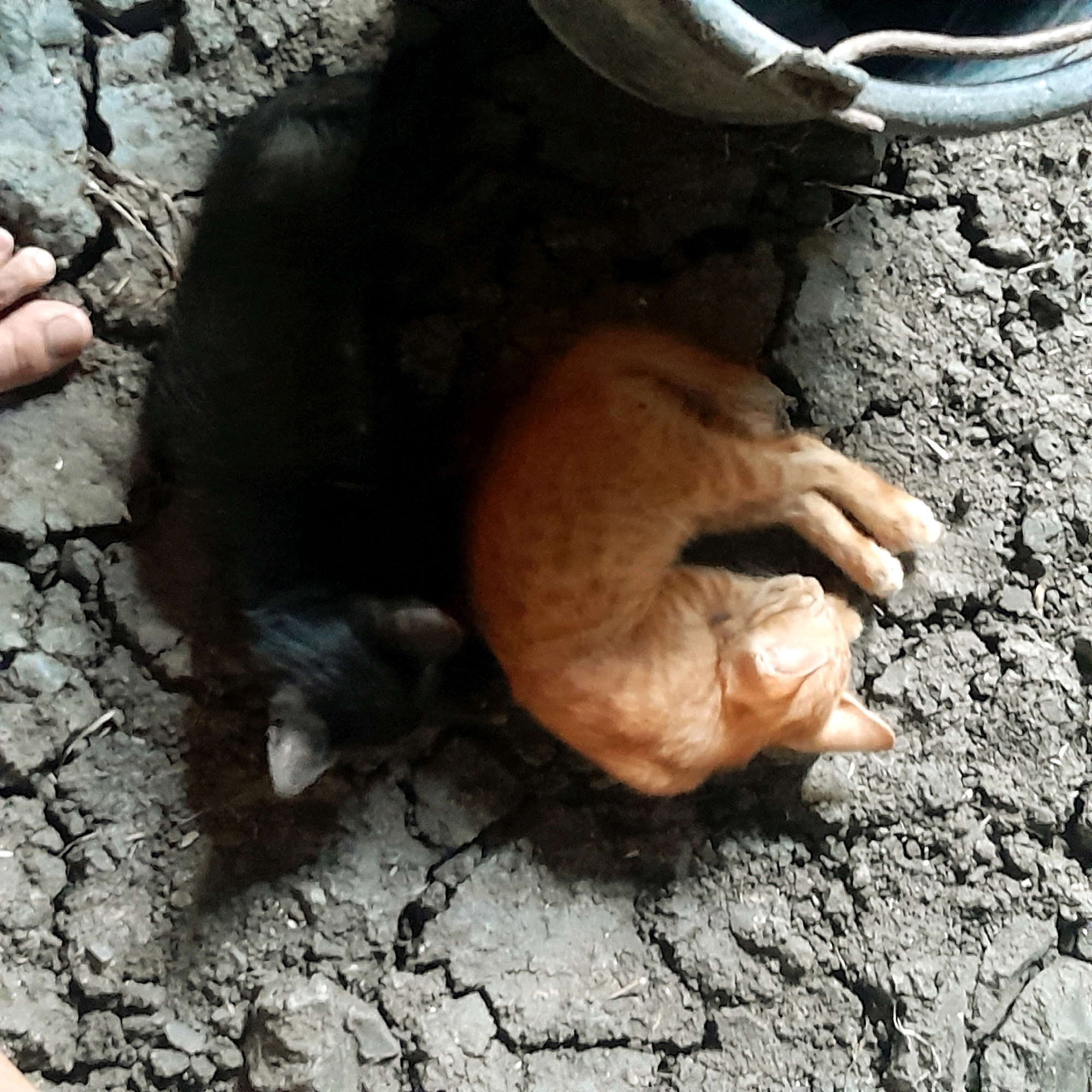 In an outdoor environment with cracked, dry dirt and some debris, two cats are present. One is a black cat, partially obscured by shadow. The other is an orange tabby cat, curled up and sleeping. A person's hand is visible on the left side of the image, interacting with the dirt.
