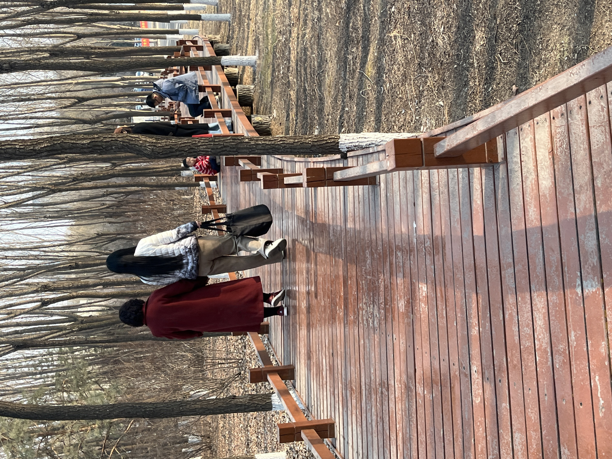 The image depicts an outdoor scene in a park or wooded area within Changchun City, China, likely during late autumn or early winter due to the bare trees and ground cover. A reddish-brown wooden boardwalk with matching railings extends from the foreground into the midground.
Two adult females are walking away from the camera on the boardwalk. The woman on the left wears a long, dark red coat over dark pants and red sneakers. The woman on the right wears a white and patterned puffy jacket over light brown or tan pants and white sneakers; she carries a black tote bag in her left hand.
Further down the boardwalk on the right side, three other individuals are present. One person, primarily obscured by a tree, stands wearing dark clothing and light blue boots. Next to them, a man wearing a blue jacket and glasses sits on the wooden railing, facing the left. A child, wearing a red and white striped long-sleeved shirt, sits on the boardwalk near the man.
The surrounding environment consists of numerous tall, slender, bare deciduous trees with light brown bark. Many of these trees have their lower trunks painted white. The ground flanking the boardwalk is covered with dry, fallen leaves and sparse, brown vegetation. Natural daylight illuminates the scene, casting subtle shadows.