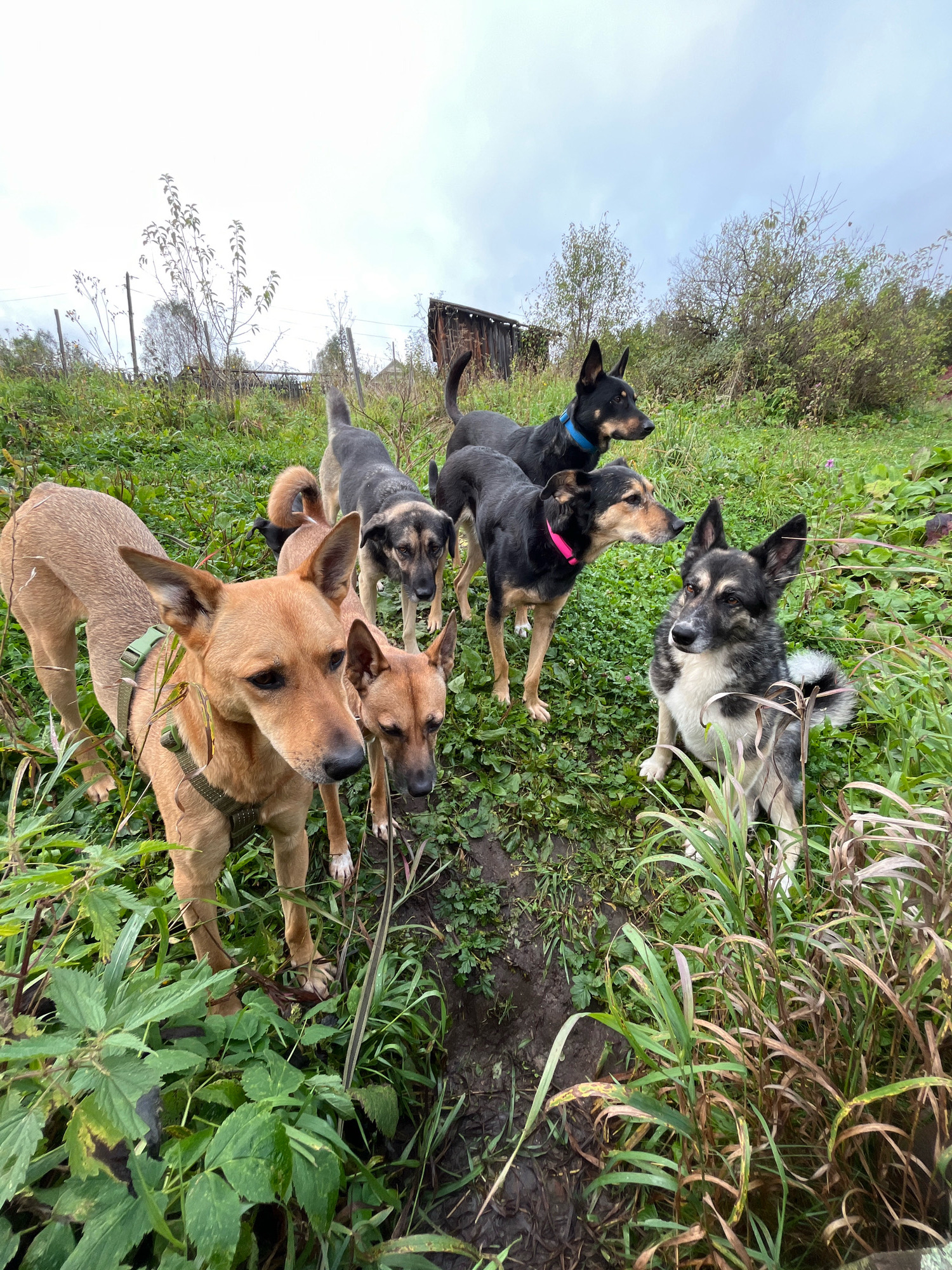 Seven dogs are gathered in a grassy, somewhat overgrown outdoor area, possibly a yard or a field, with a rustic wooden structure and a fence visible in the background. The sky is overcast and gray. One tan dog in the foreground is wearing a green harness and looking towards the viewer. To its right, another tan dog is partially visible. Behind them, several black and tan dogs are scattered, some standing and some sitting. One black dog wears a blue collar, and another has a pink collar. A gray and black dog with distinctive markings is sitting on the right side of the frame. The ground is a mix of dirt and green grass, with some dried vegetation and weeds. The overall impression is of a group of dogs in a natural, unkempt setting. The location is not specified within the image itself, so it cannot be determined to be Nizhny Tagil, Russia.