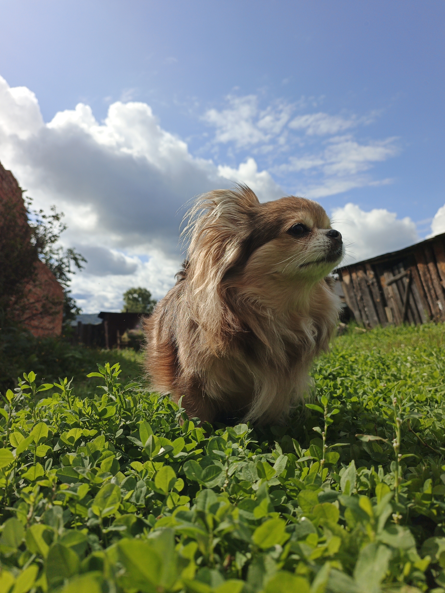 A medium shot, low-angle outdoor photograph captures a long-haired, tan and brown dog sitting on lush green clover in Medvedyovka, Russia. The dog, facing right and slightly upward, is in sharp focus, with its fur details visible and its ears perked. Behind the dog, a blurred background features a rustic wooden shed with weathered planks and a rusty metal roof, also slightly out of focus. To the left, a textured brick wall and some foliage are visible, further blurred. The sky above is a vibrant blue with scattered, fluffy white clouds. The sunlight casts a bright illumination, highlighting the dog and the green clover. The overall scene suggests a serene, rural setting under a partly cloudy sky.