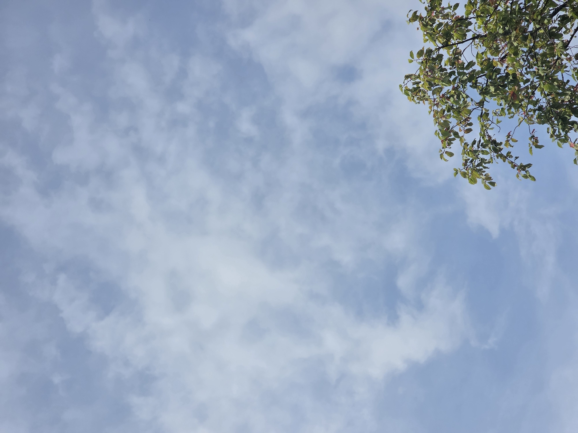 The image captures a view of a cloudy sky with a portion of a tree in the lower right corner. The sky is predominantly light blue with scattered white and gray clouds. The tree has green leaves, some of which appear to have a reddish hue. There are no people or any other discernible objects or actions visible in the image. The scene is outdoors, suggesting a natural environment or a park setting. The location in Восход Снт (фролово), Russia, is noted, but the image itself does not provide specific geographical markers.