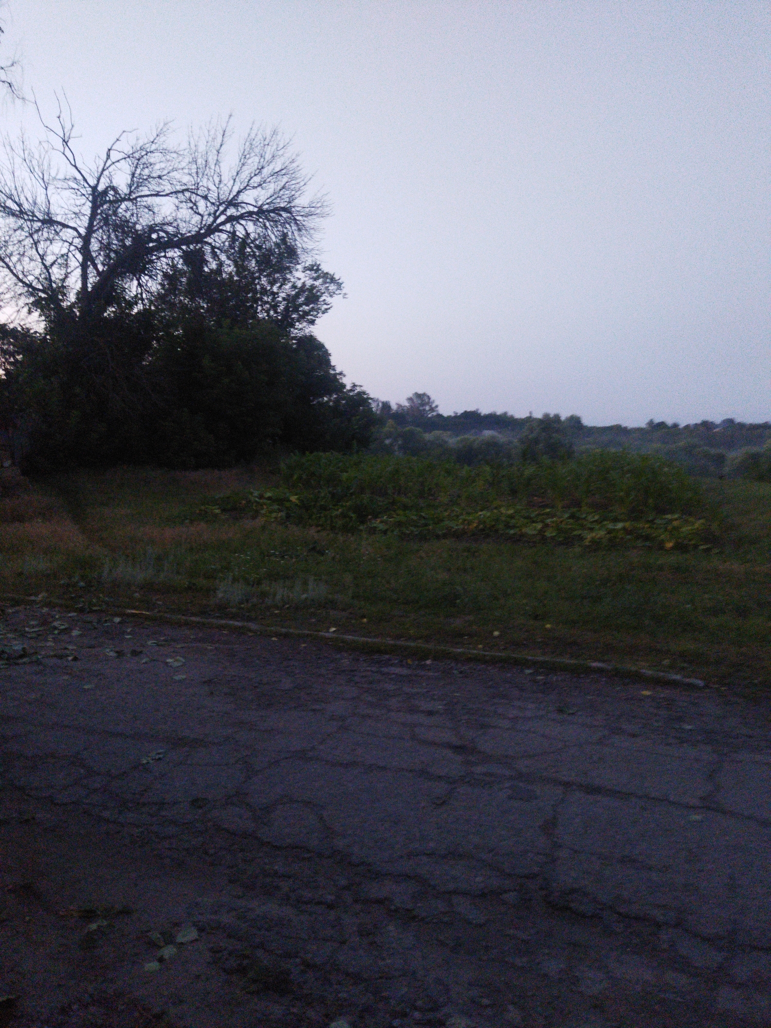 The image shows an overcast sky over a rural or semi-rural landscape. In the foreground, there is a cracked asphalt surface, possibly a road or a pathway. Beyond the asphalt, there is an area of tall grass and some vegetation. Further back, a dense line of trees and bushes creates a dark barrier. The trees in the upper left corner are bare and silhouetted against the sky, suggesting it might be autumn or winter. The overall scene appears to be devoid of any human activity or structures, suggesting a natural or undeveloped area. The lighting is dim, indicating it could be early morning or late evening. No specific landmarks or identifying features place the scene in Sosnivka, Ukraine.