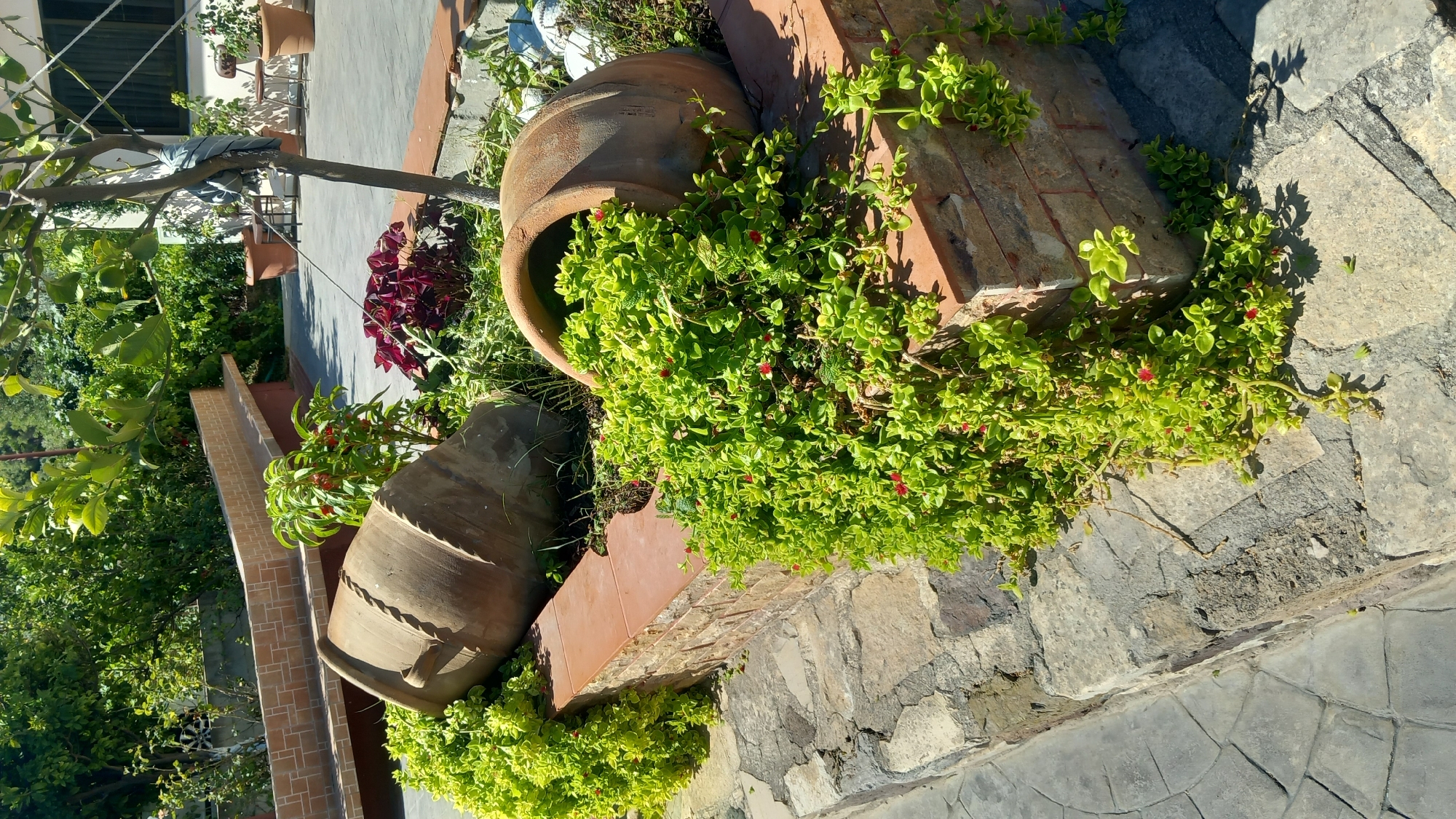 In Platani, Greece, an outdoor scene features a raised planter box constructed from stone and brick. Two large, overturned terracotta amphorae are situated within the planter, with lush green foliage and small red flowers spilling out from them. One amphora lies on its side with its opening facing upwards, while the other is mostly submerged in greenery. The planter is surrounded by a paved area with stone and concrete tiling. In the background, there is a long, curved brick bench, several potted plants, trees, and a building. The scene is illuminated by sunlight.