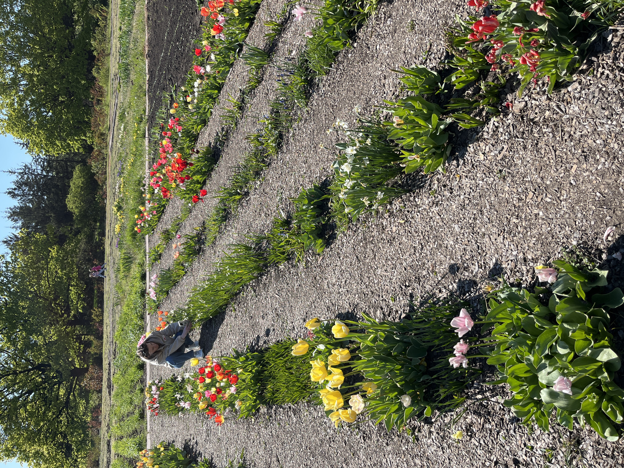 The image shows a flower field with rows of tulips and daffodils. A person is crouching in the middle ground, presumably interacting with the flowers. The ground is covered with wood chips. Trees border the field on the left. The location is Kryvyi Rih, Ukraine.