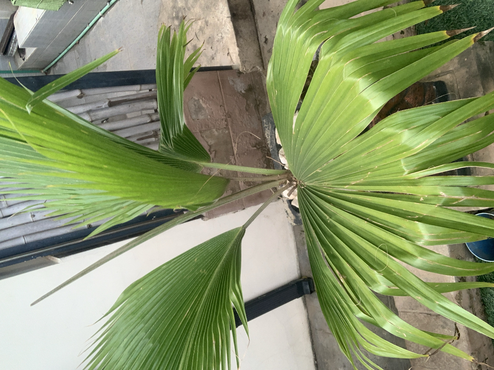 The image shows a close-up of a palm tree's fronds, with the top part of the fronds filling most of the frame. The fronds are a vibrant green and appear healthy, with some slight browning at the tips. The sun is casting shadows, suggesting it's daytime, and the leaves show a glossy sheen, indicating good lighting.
The background suggests an outdoor setting. There are hints of concrete paving stones and possibly a wall or building structure. A dark horizontal bar is visible near the bottom of the frame, which could be part of a fence or railing. The setting appears to be a garden or a patio area.
There are no people or animals visible in the image. The focus is entirely on the natural beauty of the palm fronds. The context provided indicates the location is Abuja, Nigeria, which aligns with the presence of palm trees. The overall mood is tranquil and natural. No text is visible in the image.