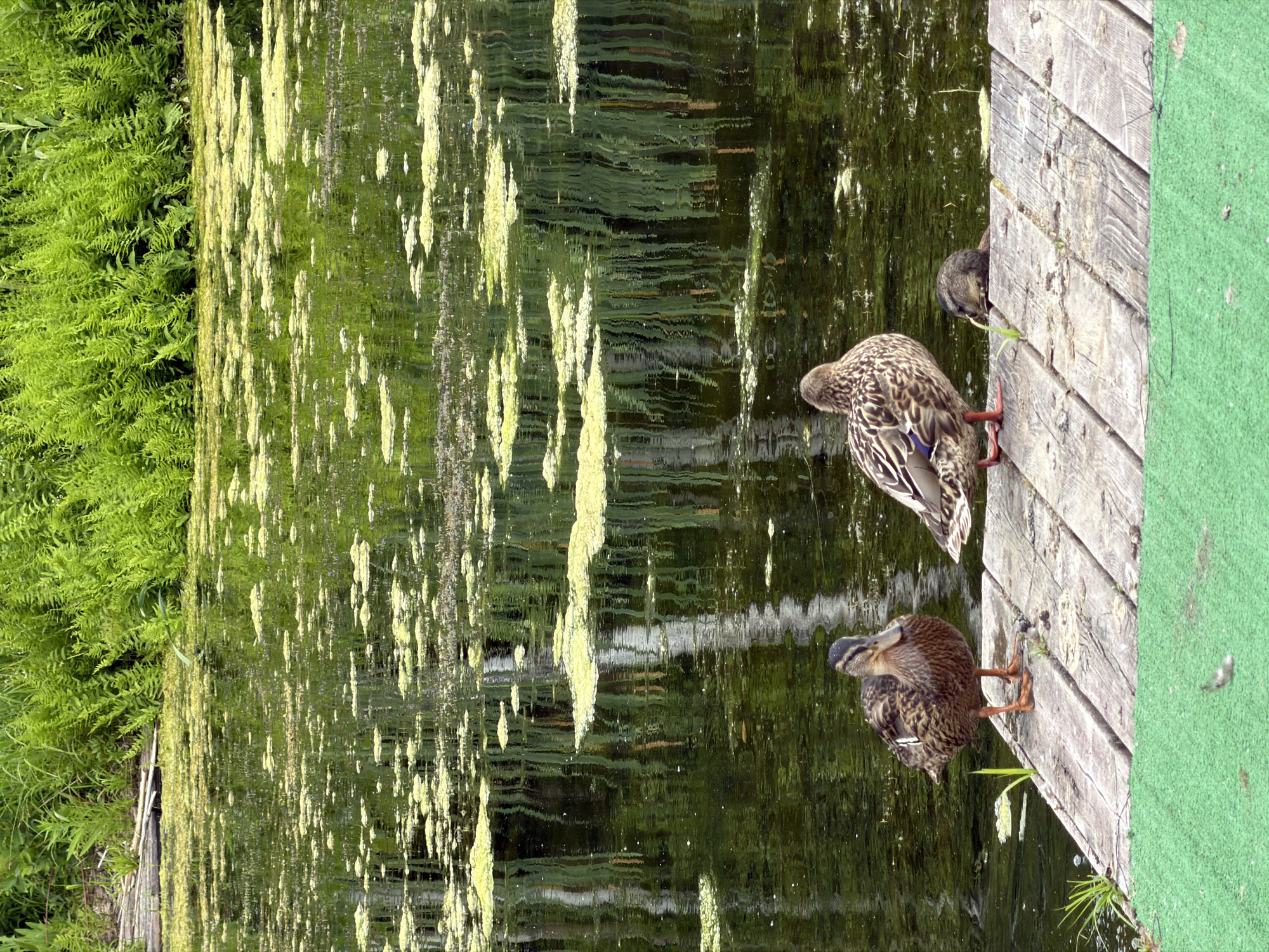 Two adult mallard ducks and one duckling are on a wooden dock by a pond. The pond is covered in green algae and reflections of green plants. The background is filled with lush green ferns and other vegetation. The dock is made of weathered wooden planks, and a section of bright green artificial turf is visible in the foreground. The image appears to be taken in an outdoor, natural setting. The location is identified as Novy Gorodok, Russia.