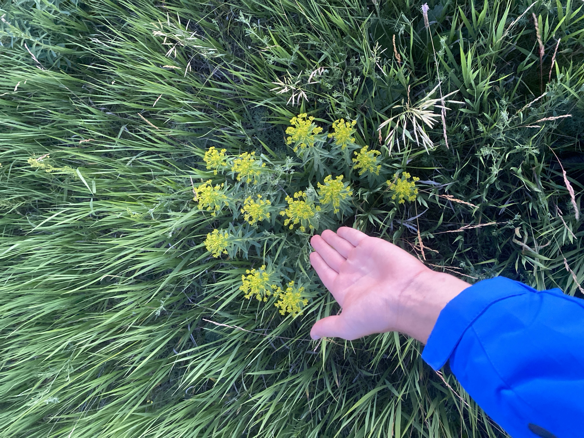 An aerial, medium shot captures a human hand extended towards a cluster of small yellow wildflowers amidst tall green grass. The hand, appearing to belong to an adult, is open with the palm facing upward. The subject's arm and a portion of a bright blue jacket are visible in the lower left corner. The wildflowers are clustered together, forming a somewhat rounded shape. The environment is a natural grassy area, likely a field or meadow, with dense green blades of grass surrounding the flowers and hand. The lighting suggests it is daytime. No specific landmarks or structures are visible to indicate a precise location within the city of Ustyvytsia, Ukraine, beyond the general setting of a natural outdoor environment.