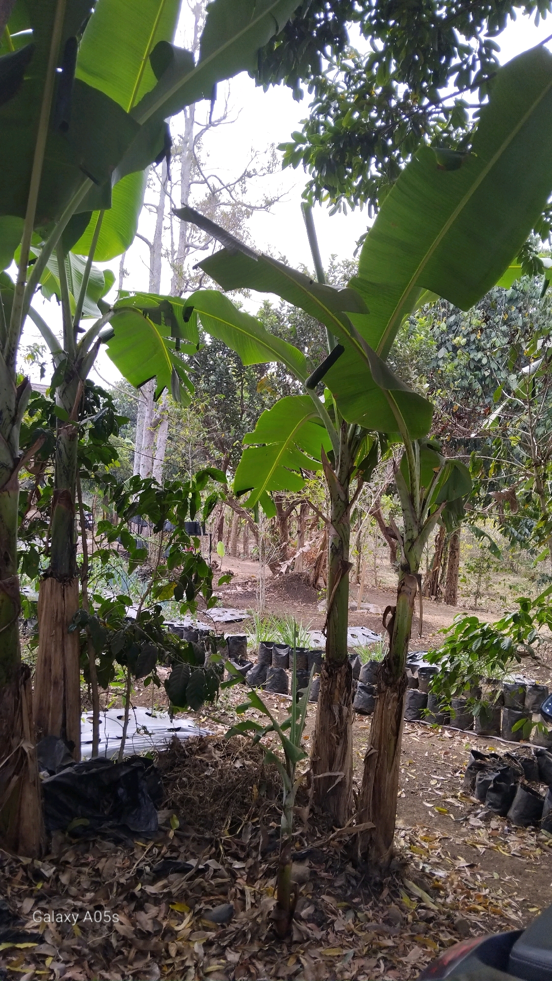 The image depicts a banana plantation in Sumedang, Indonesia, under a bright, overcast sky. In the foreground, several banana trees with large, green leaves dominate the scene. Their thick, fibrous pseudostems are visible, some appearing weathered and brown at the base. Surrounding the trees, the ground is covered in dry leaves and debris. In the middle ground, rows of black plastic bags, likely containing young plants or seedlings, are neatly arranged on the ground, some covered with white plastic sheeting. The background reveals more lush vegetation and trees, suggesting a dense natural environment. The overall impression is one of a rural agricultural setting in Sumedang.