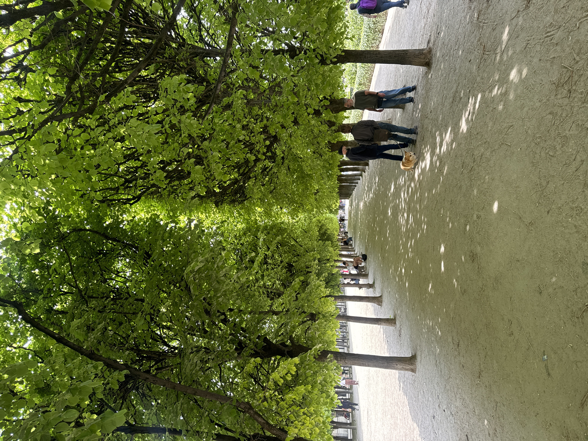 This image depicts a sunny, tree-lined avenue within a park or garden in Paris, France. The path, made of light-colored dirt or gravel, stretches into the distance, bordered on both sides by rows of trees featuring lush, vibrant light-green foliage. The dense canopy overhead filters the bright sunlight, casting a distinctive pattern of dappled shadows across the pathway.
Several people are visible engaging in leisurely activities. In the mid-ground on the right side of the path, two individuals stand, and another person walks a small, light-colored dog, possibly a Corgi, on a leash. Further down the avenue, additional individuals can be seen walking or sitting on benches positioned beneath the trees. One person in the far background wears a purple top and a backpack.
The bright illumination and fresh, verdant leaves indicate the scene takes place during the daytime, likely in spring or early summer. The setting is a well-maintained urban park, exuding a tranquil and inviting atmosphere. No visible text is present in the image.