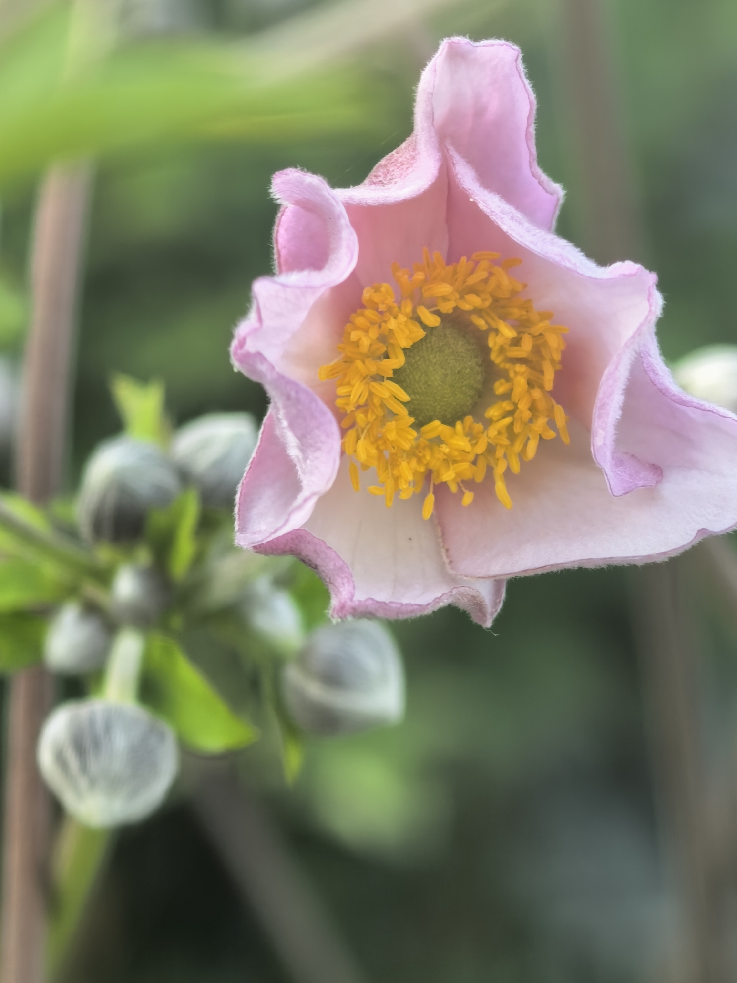 A close-up shot captures a delicate pink flower with ruffled edges and a vibrant yellow center composed of stamens. The flower is in focus and is positioned in the upper right quadrant of the frame. To the left of the flower, a cluster of pale, fuzzy buds is visible, also out of focus. The background consists of a soft, blurred green and brown environment, suggesting an outdoor setting. The lighting appears to be natural, casting a gentle glow on the flower. There are no people or recognizable city landmarks in the image.