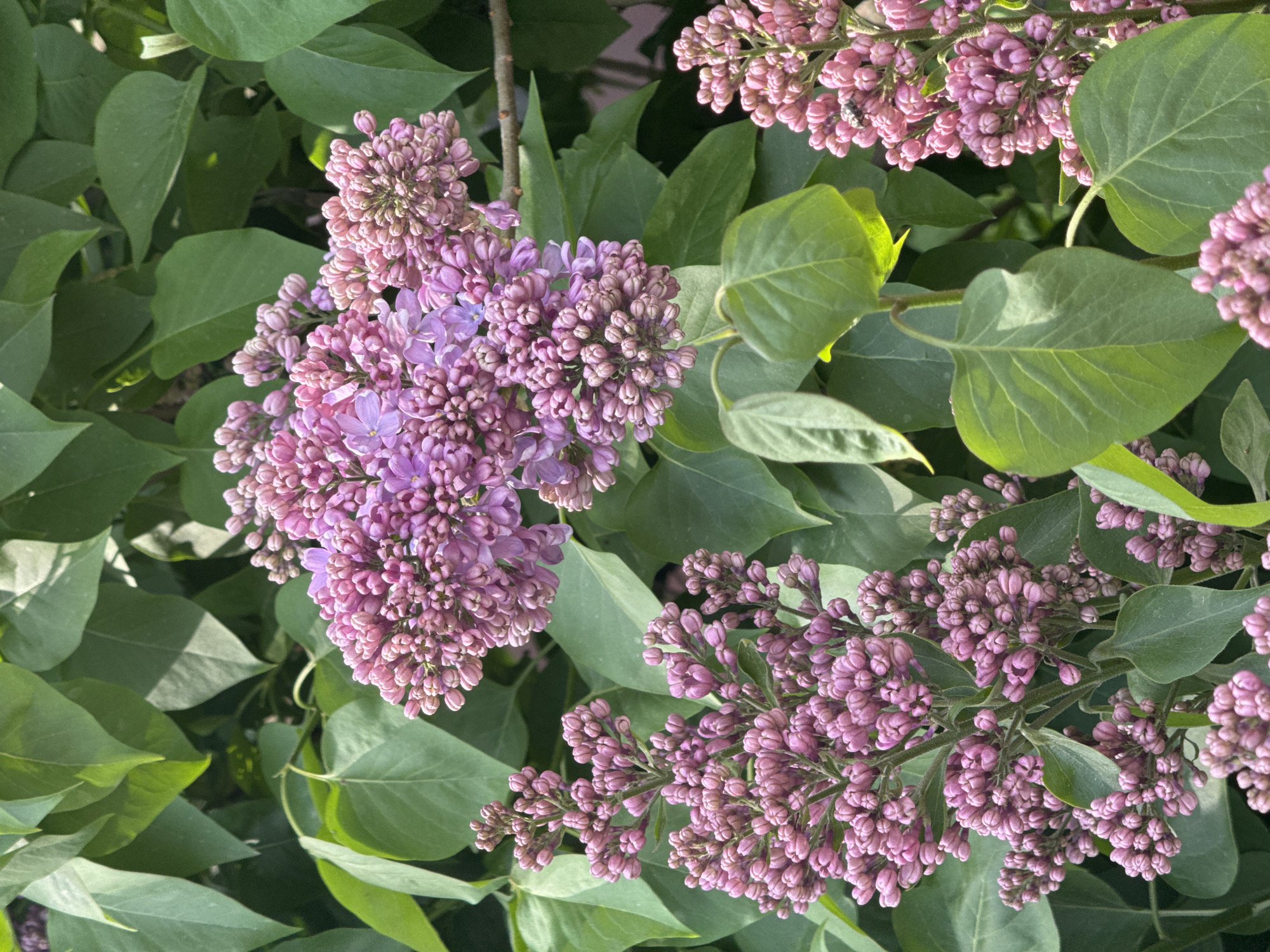 The image shows clusters of pink and purple lilac flowers amidst green leaves. The flowers are in various stages of bloom, with some appearing as tight buds and others fully open. There are no people visible. There is no evidence to suggest the photo was taken in Saratov, Russia.