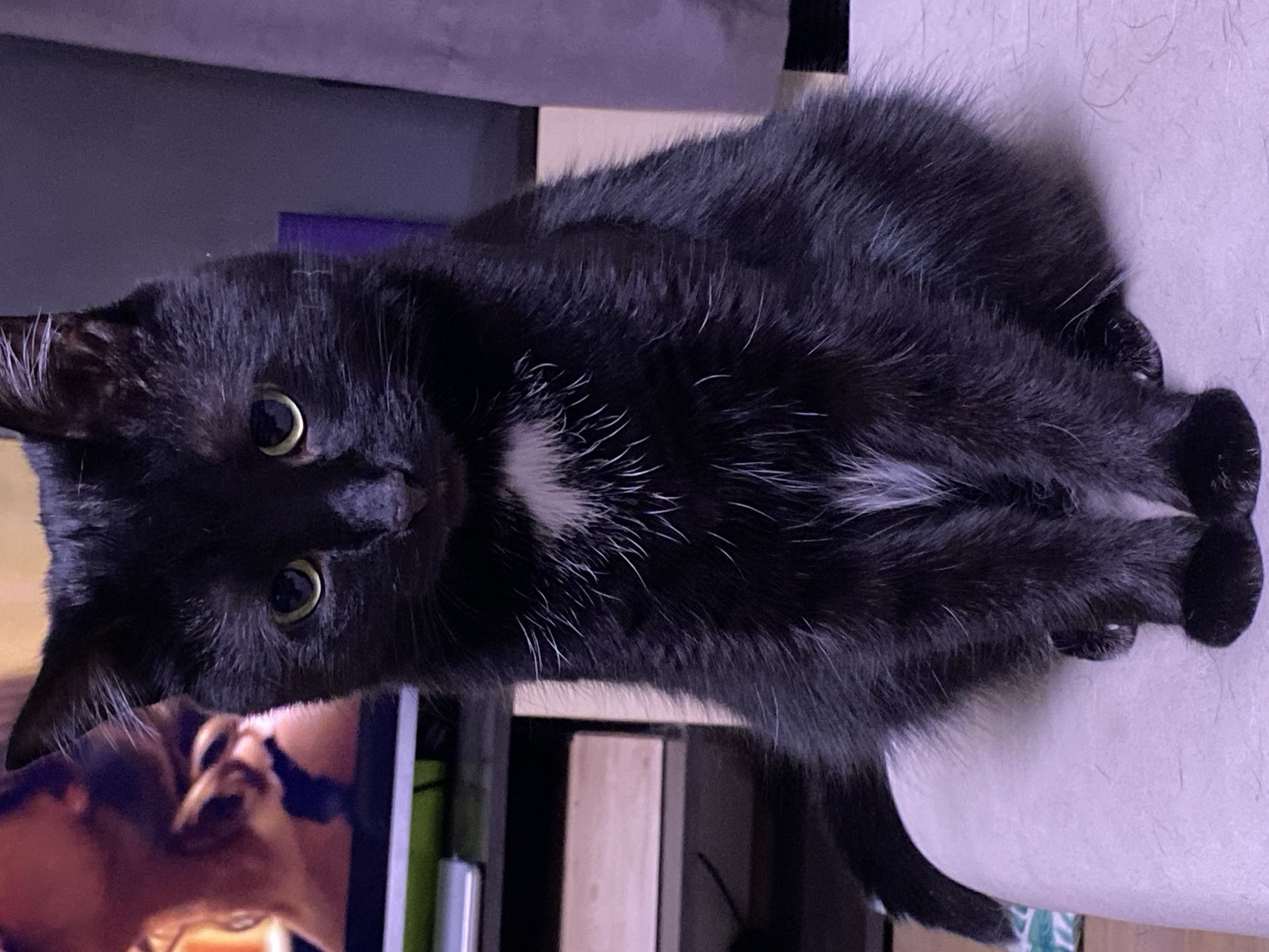 The image shows a black cat with some white hairs on its chest. The cat is lying on a surface, possibly a table or desk. A television screen showing a person's face is visible in the background. Other items are indistinctly seen in the background including what appears to be furniture or storage units. There is no information available to determine if the image was taken in Chaikovsky, Russia.