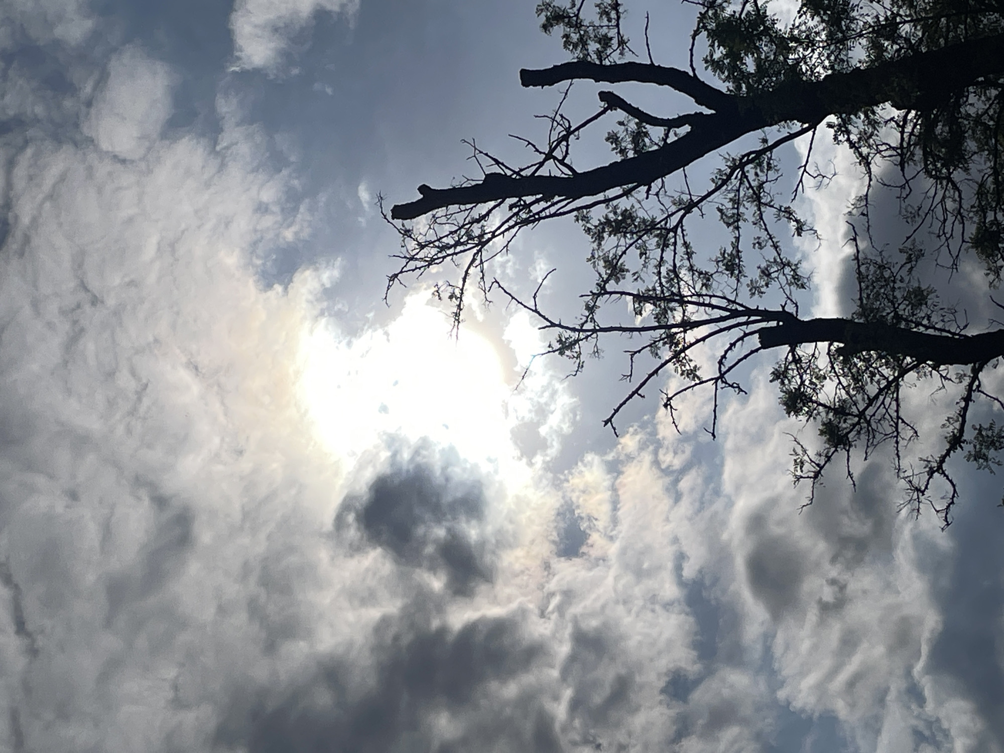 The image depicts a view looking up at a cloudy sky with a tree branch extending across the upper right portion of the frame. The sun is obscured by clouds, creating a bright, diffused light. The clouds vary in density, with some appearing dark gray and others lighter. The tree branch is silhouetted against the sky, revealing a network of smaller branches and leaves. The location appears to be outdoors in a natural environment. The city is Unknown, Unknown.