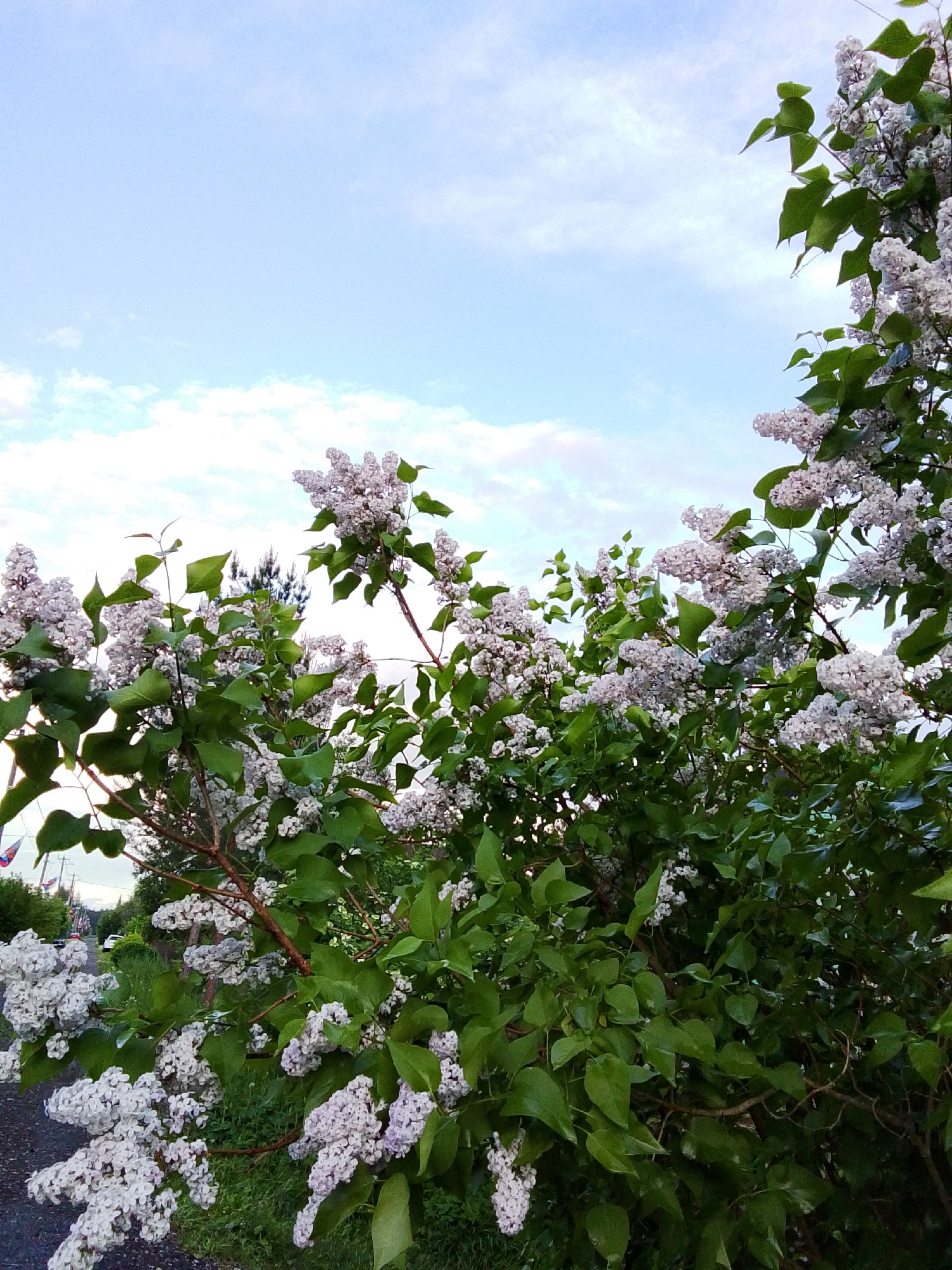 The image captures a lilac bush in full bloom, its white and light purple blossoms clustered amidst dense green leaves. The bush is positioned in a garden or roadside setting in the city of Snopok Novyi, Russia. A path and other vegetation are visible in the background, suggesting a park-like area. The sky, filled with light blue and white clouds, peeks through the branches.