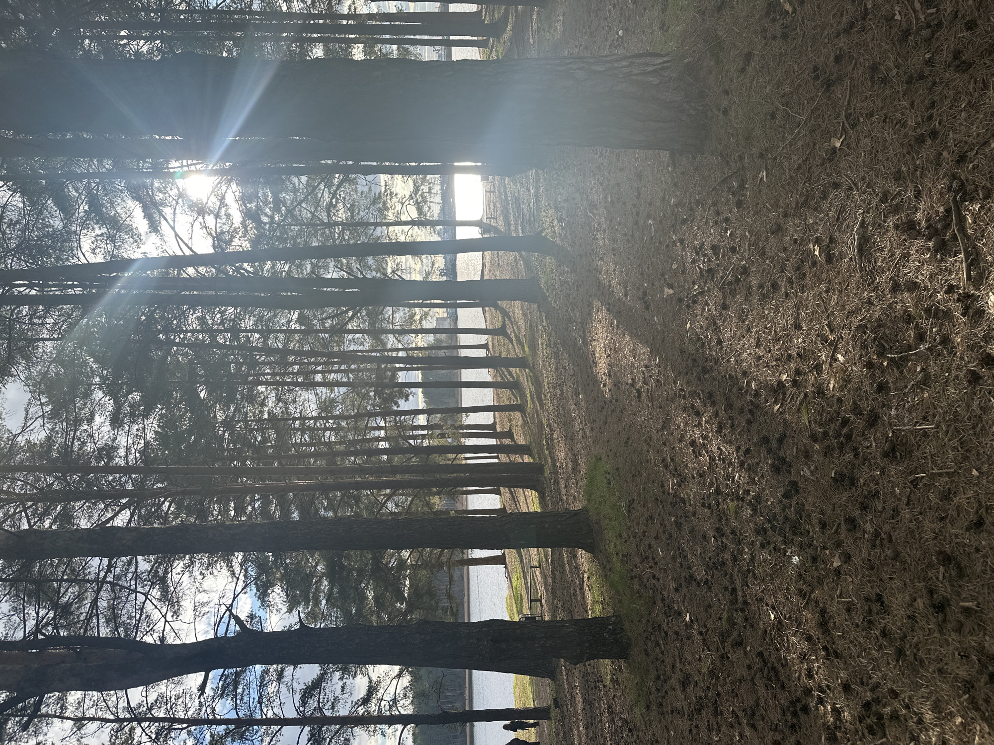 The image shows a view through a forest towards a body of water. Thin trees line up, creating a series of vertical lines that partially obscure the view of the water in the background. Sunlight filters through the trees. The ground is covered in a layer of brown foliage. A bench is visible near the edge of the water. There is no definitive evidence in the photograph to confirm that the location is Chaikovsky, Russia.