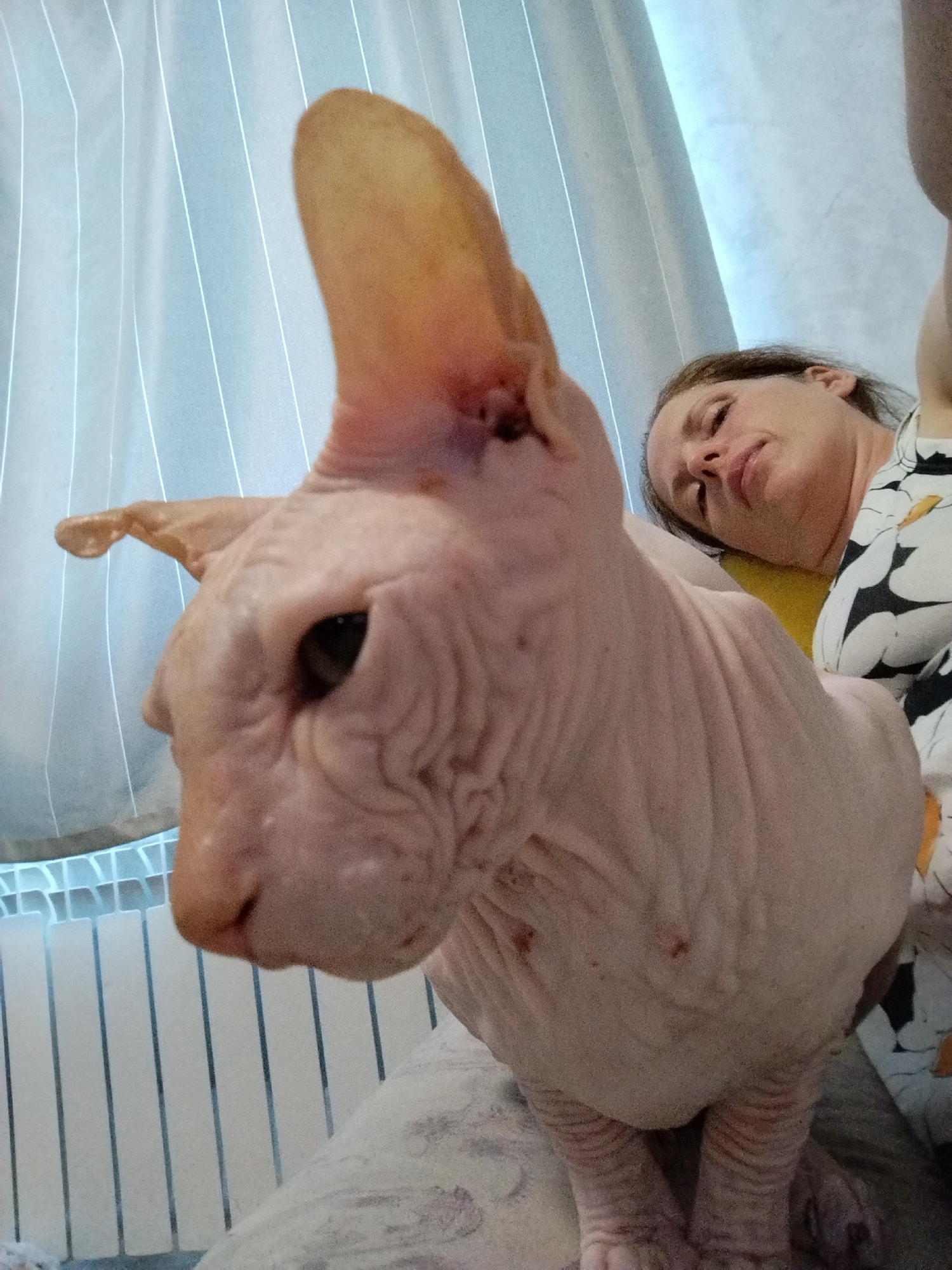 A close-up, low-angle shot shows a Sphynx cat in the foreground, its large ears prominent. Behind the cat, a woman is lying down, partially obscured. The background consists of light-colored vertical blinds and a radiator. The scene appears to be indoors, likely a residential setting in Zavodoukovsk, Russia, suggested by the context. The lighting is soft, creating a calm atmosphere. The cat's skin is wrinkled, a characteristic of the breed, and its dark eye is visible. The woman's face is relaxed, with her eyes closed. The overall impression is one of domestic tranquility.