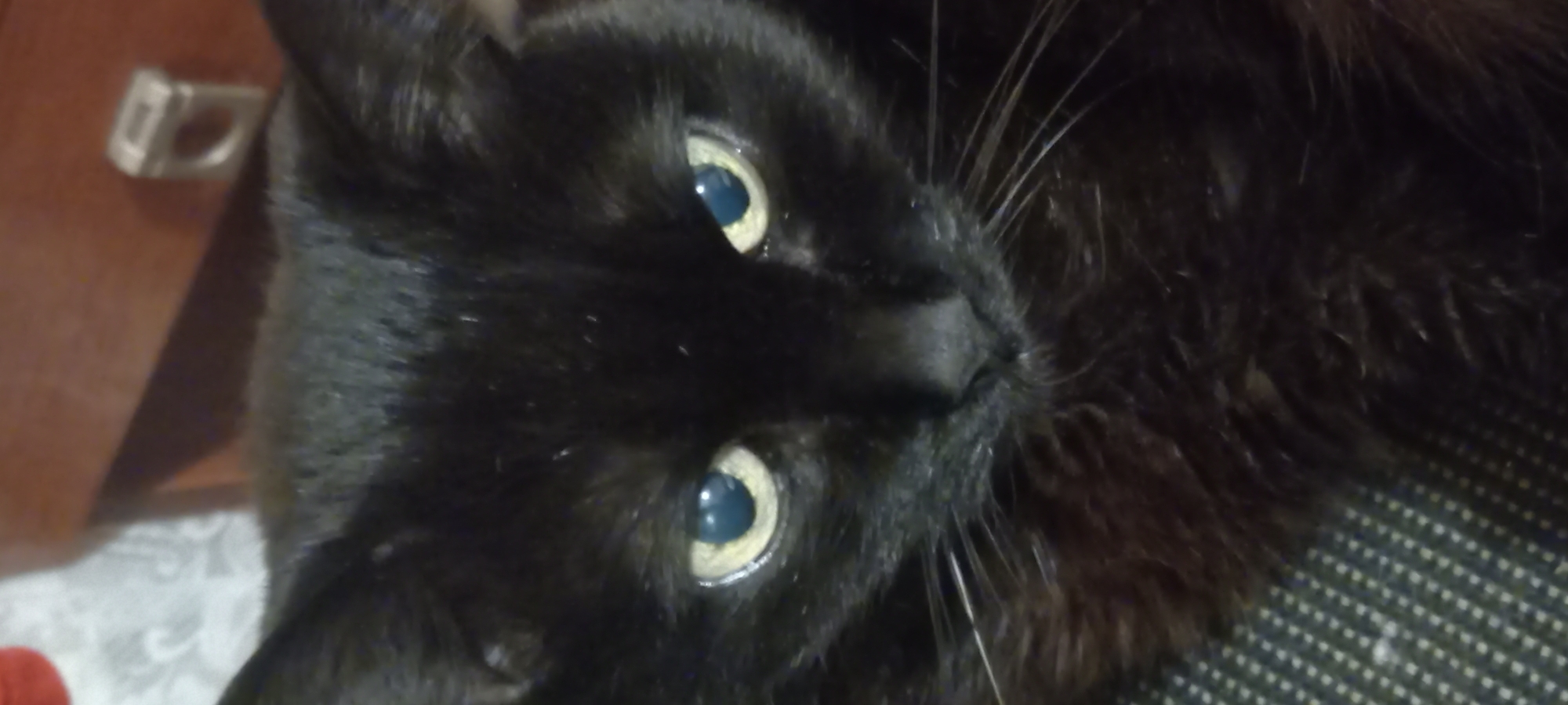 A close-up, head-on shot shows the face of a black cat. The cat has yellow-green eyes that are wide open. Its pupils are dilated, suggesting it might be in low light or experiencing heightened alertness. The cat's fur is dark and appears somewhat fluffy. Its whiskers are prominent and fanned out. The background is blurred and appears to be indoors. The cat is facing directly towards the camera. There is no identifiable location within the city of Kryvyi Rih, Ukraine, visible in this image.