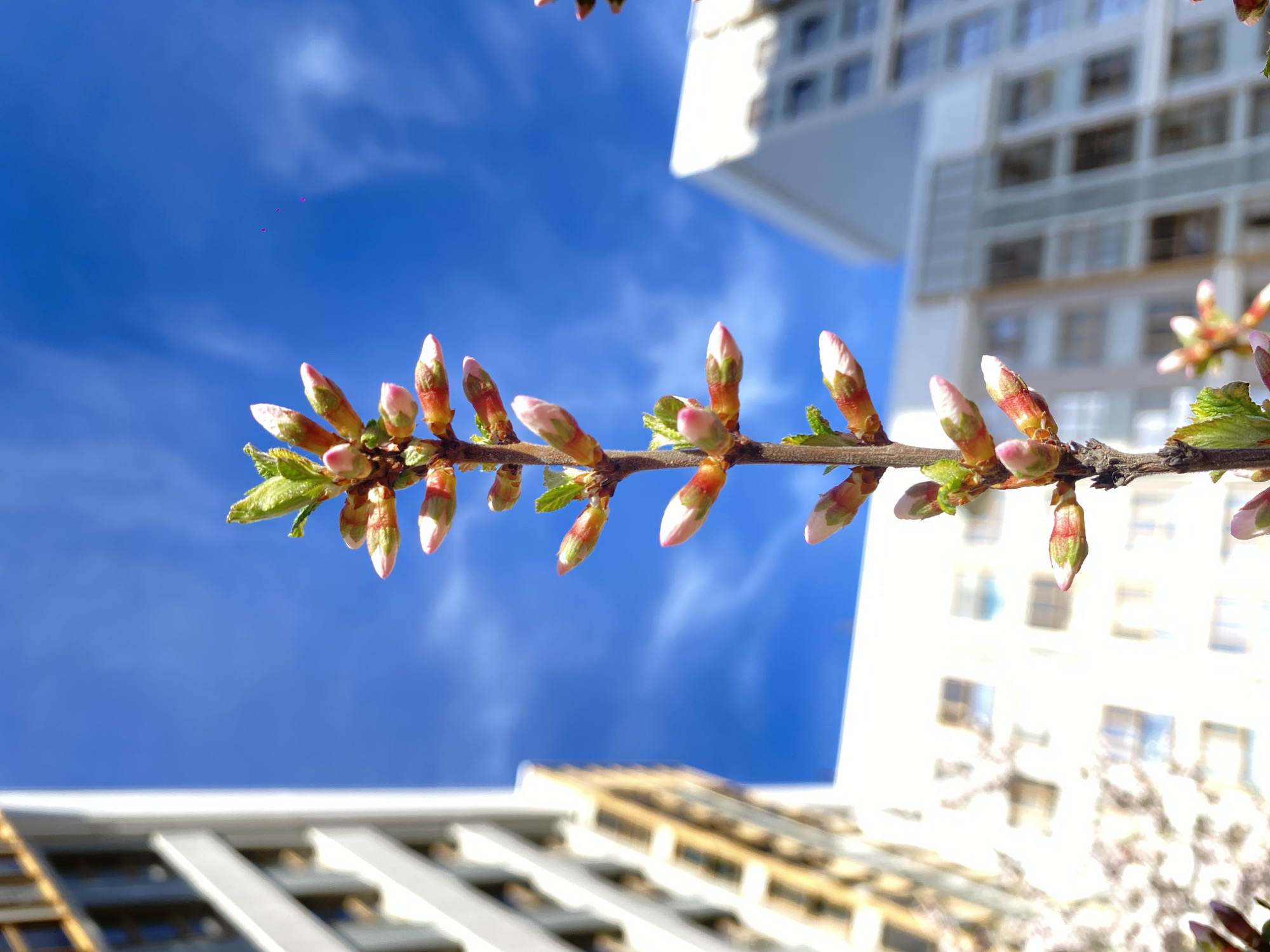 This image captures a vibrant scene of early spring in an urban setting, likely in Moscow, Russia. The primary subject is a horizontal tree branch, positioned prominently in the mid-ground, laden with numerous nascent flower buds. These buds display delicate pink tips, gradually transitioning to green at their bases, with small, fresh green leaves just beginning to unfurl, indicating the very start of the blooming season. The branch and its buds are sharply in focus.
The background is dominated by a bright, clear blue sky, showing only faint traces of wispy white clouds. Below and to the sides of the branch, modern, multi-story buildings rise. On the upper right, a white building with many windows features a distinctive angular architectural element. Another light-colored building, also with multiple windows, is partially visible on the lower left. Both background buildings are rendered with a soft focus, drawing attention to the budding branch.
The scene is illuminated by bright sunlight, suggesting the time of day is likely midday or early afternoon on a clear, mild spring day. The image effectively juxtaposes the burgeoning natural life with the stark lines of contemporary urban architecture, conveying a sense of seasonal renewal and the presence of nature even within a bustling city. There is no visible text within the image.