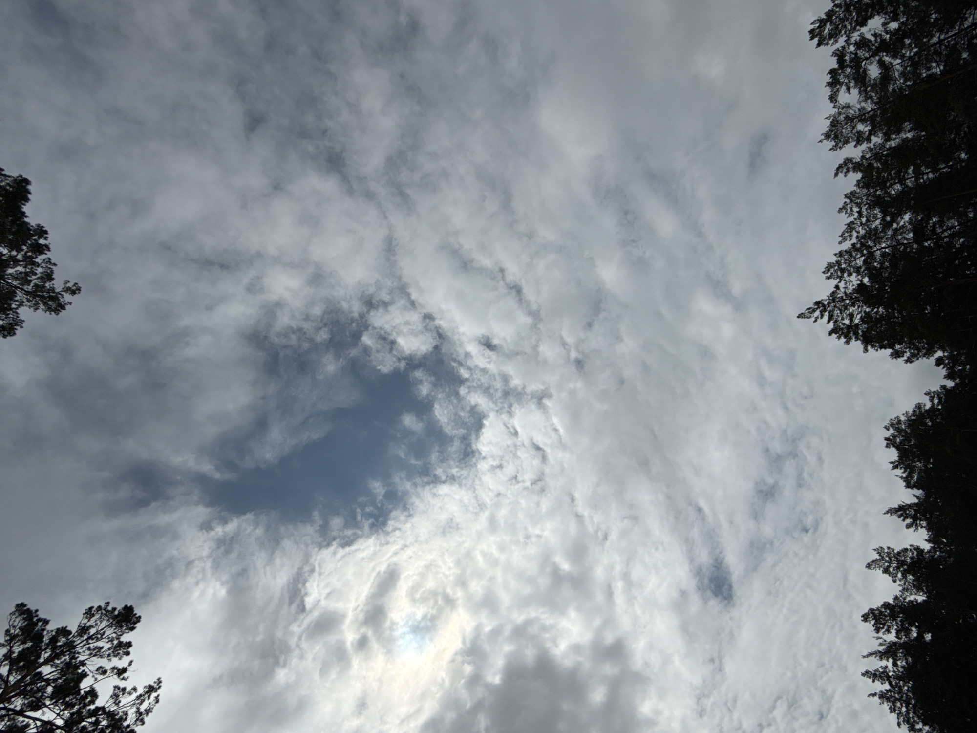 The image shows a view looking up at a cloudy sky with silhouetted trees in the foreground, suggestive of a forest edge. The sky has a central patch of blue, surrounded by white and gray clouds that appear to be moving or forming wispy patterns. Sunlight is visible on the left side of the sky, creating a bright spot. The trees in the foreground are dark and appear to be coniferous, with their branches reaching upwards. The scene depicts a natural environment, likely an outdoor area. Based on the provided context, the location is Chemal, Russia.