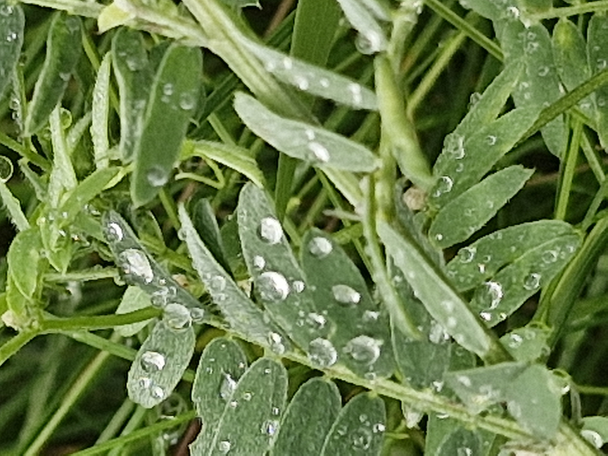 In an outdoor, natural environment, a close-up shot focuses on a cluster of green leaves covered in numerous water droplets. The leaves are detailed, showing their veins and texture. The water droplets vary in size and shape, reflecting light and creating small, clear orbs on the surface of the foliage. The background consists of blurred green foliage and stems, suggesting a densely vegetated area. The overall impression is one of dew or rain on plant life, captured in a shallow depth of field that emphasizes the glistening water. The scene takes place in Unknown, Latvia.