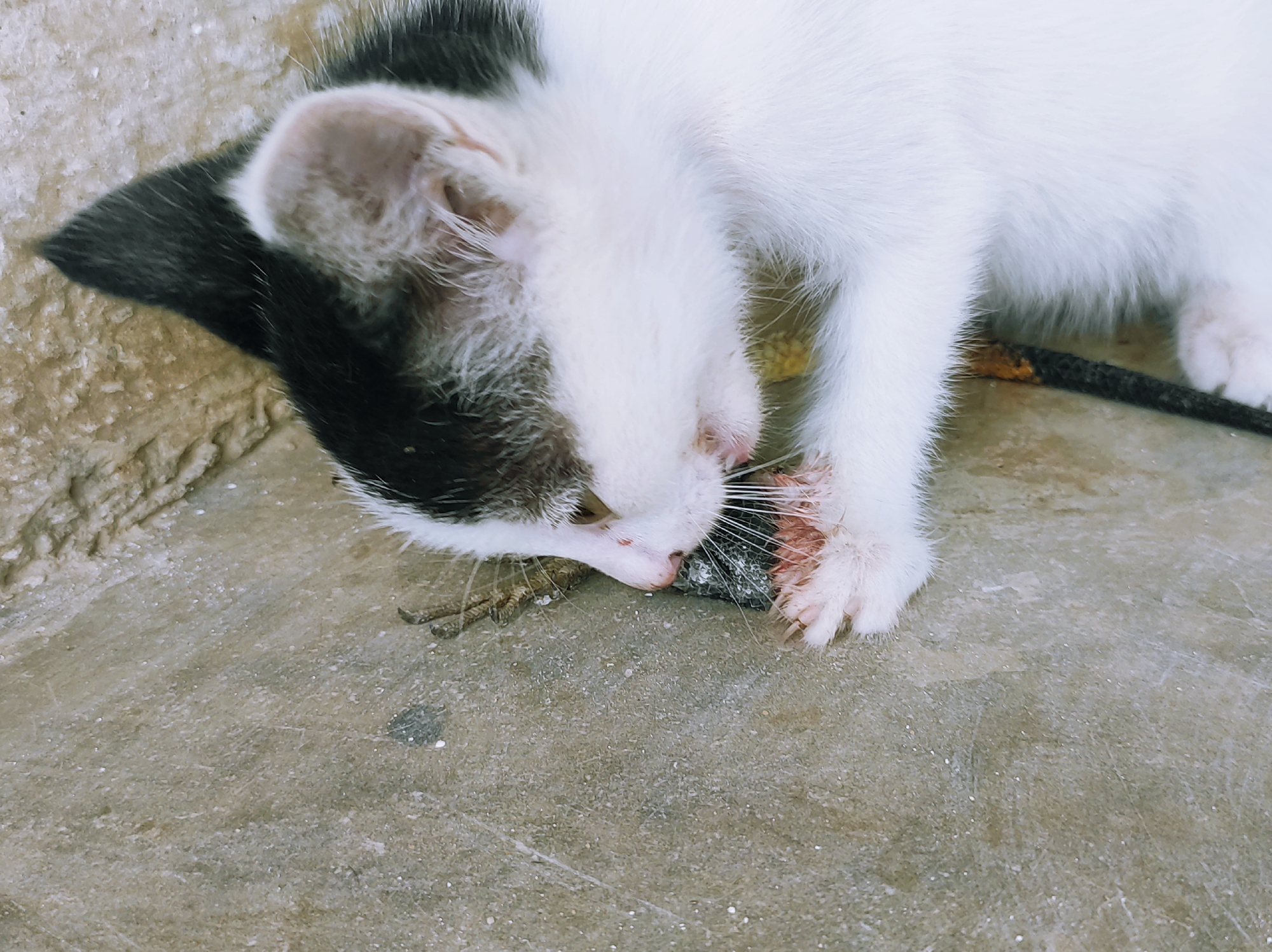 A small black and white kitten is positioned on a concrete surface. The kitten is holding what appears to be a small reptile with its paws and appears to be biting or eating it. A dark rope is visible next to the kitten. The location is Jos, Nigeria.