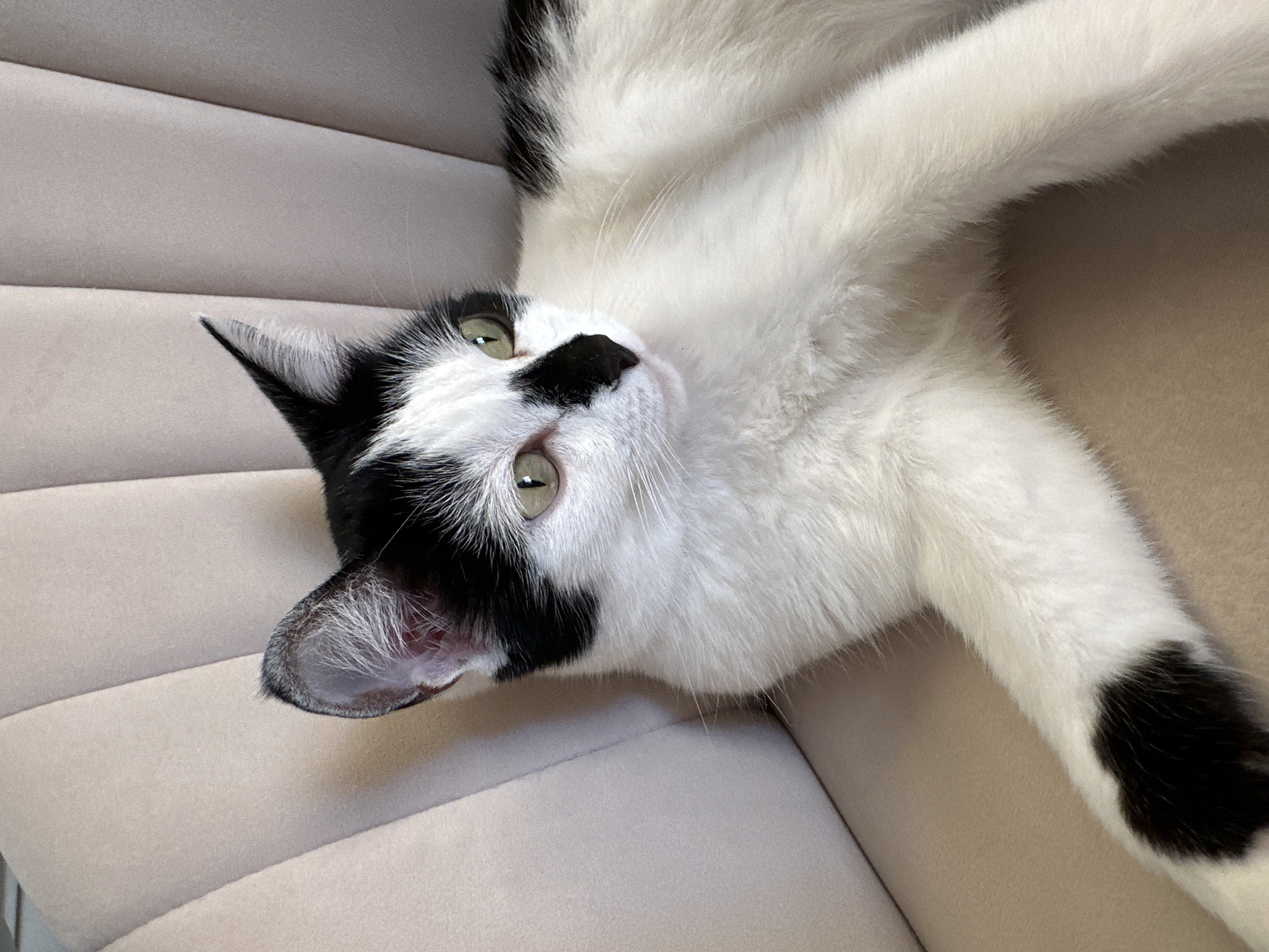 A black and white cat with green eyes is lying on a beige upholstered chair. The cat's fur is predominantly white with black markings on its face, ears, and paws. The chair has a textured, fluted back. The cat is looking to the right of the frame, with its head slightly tilted. The lighting is soft and natural, highlighting the texture of the cat's fur and the chair. There is no indication of the city of Kokshetau, Kazakhstan, within the image.