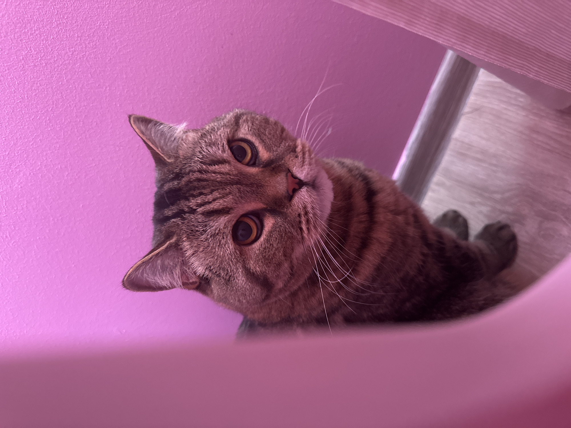 The image shows a close-up of a tabby cat's face against a bright pink wall. The cat has distinctive brown and black stripes and amber-colored eyes. The cat is partially obscured by a soft pink fabric or curtain in the foreground. The background wall has a textured surface. The floor visible at the bottom of the image appears to be light-colored wood. There are no people or other animals present. The scene appears to be indoors, likely in a residential setting, possibly in Mikhaylovsk, Russia, as indicated by the prompt. The lighting suggests artificial light, possibly from a nearby lamp or overhead fixture, casting a warm glow on the cat and wall.