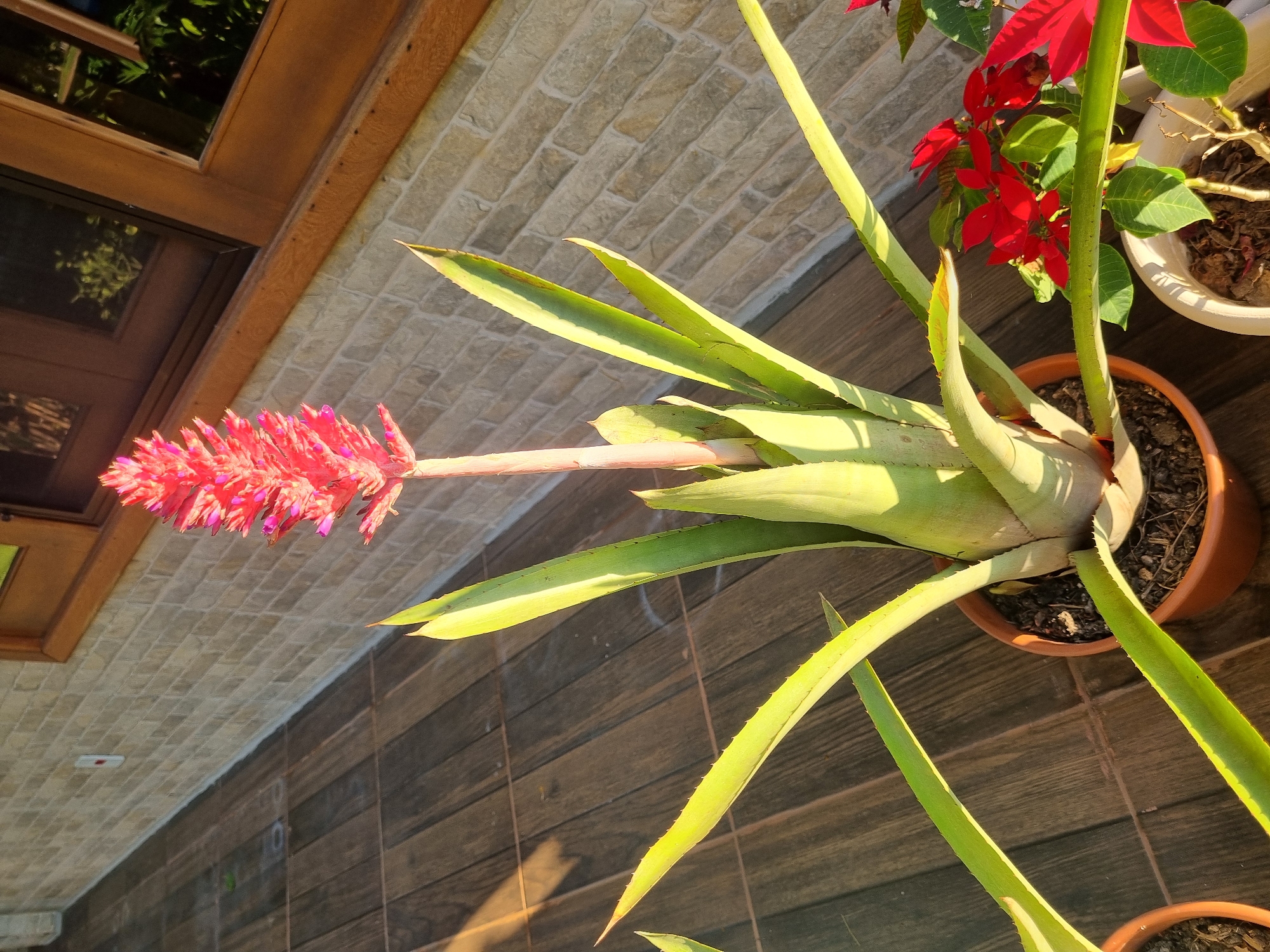 In Laranjal Paulista, Brazil, an image captures a close-up of a potted plant with a vibrant red flower spike. The plant has long, pointed green leaves, some with a yellow tint. It is situated outdoors on a wooden deck, with a brick wall and a wooden-framed window visible in the background. Sunlight casts shadows on the deck. Adjacent to the main plant, another potted plant with red flowers, likely poinsettias, is also visible. The scene is tranquil and bathed in natural light.