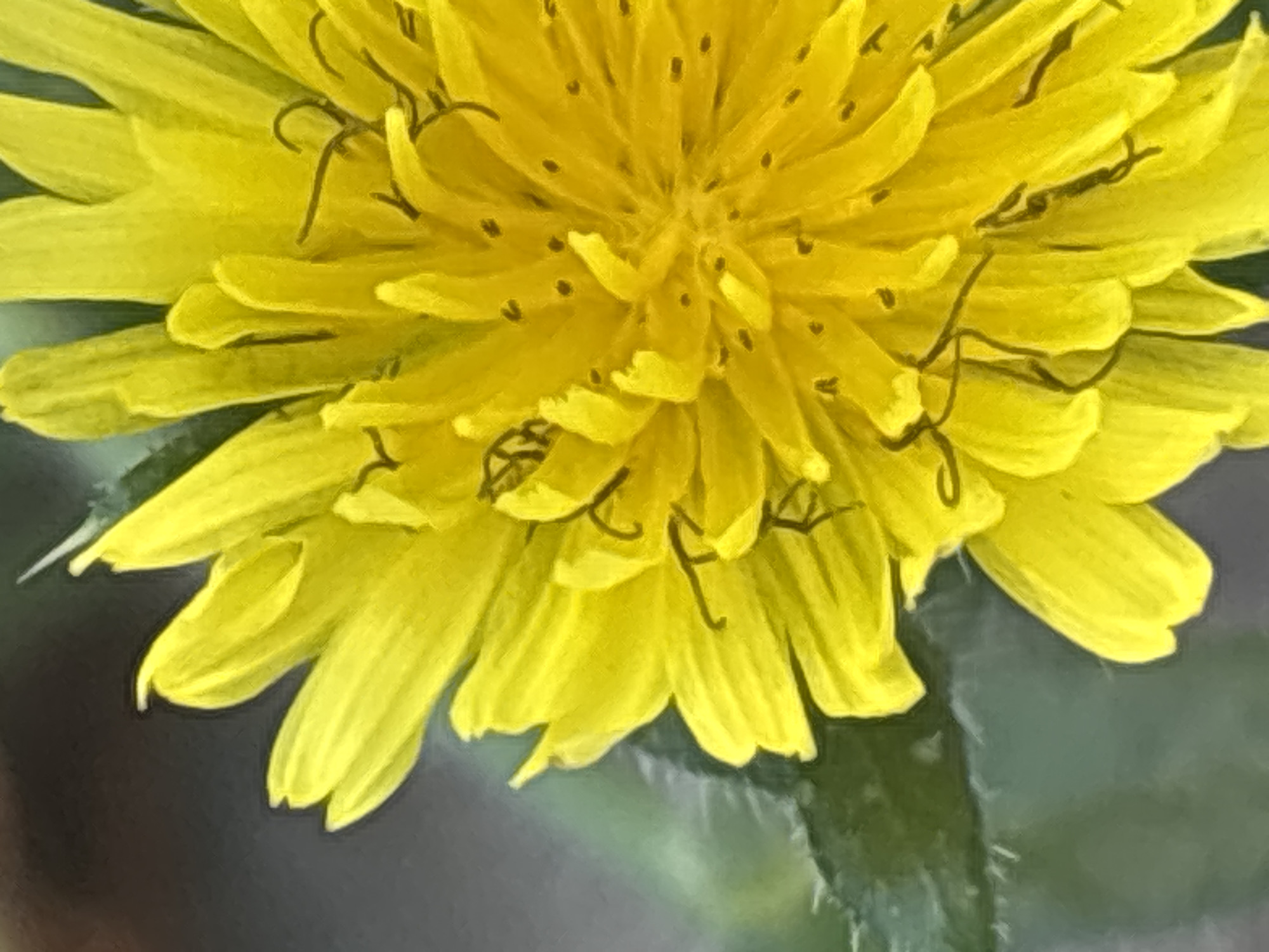The image is a close-up, high-angle, vertical shot of a yellow dandelion flower with a blurred dark background. The flower's petals are elongated and pointed, with some darker lines visible on them, possibly stamens or pistils. The center of the flower also shows darker spots. A green, hairy stem is visible on the left side of the image, partially obscured by the petals. No specific location in Sochi, Russia, can be identified from the image alone, as it focuses solely on the botanical subject. There are no people, actions, or interactions depicted.