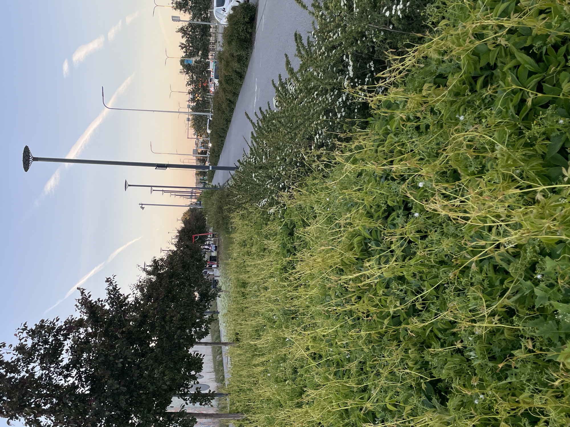 The image captures a section of a roadside park in Tallinn, Estonia, during the early evening. The sky displays a soft gradient of twilight colors, with distinct contrails visible across it. In the foreground, a dense growth of green vegetation, characterized by climbing vines with light green tendrils and darker green leaves, dominates the scene. Scattered amongst the leaves are small white flowers and some white, fluffy seed heads.
Adjacent to the vegetation is a paved pathway or road, lined with a neatly trimmed hedge of dark green bushes dotted with small white flowers. Tall streetlights with circular tops stand at intervals along the road, one of which is particularly prominent in the left-center of the frame. Beyond the road, trees with dark foliage form a natural barrier, and further in the distance, more trees and buildings are visible, suggesting an urban environment. Several cars are parked and driving on the road, and in the middle ground, a few individuals are present, including one person sitting on a red bench-like structure. The overall impression is of a well-maintained public space transitioning from day to night.